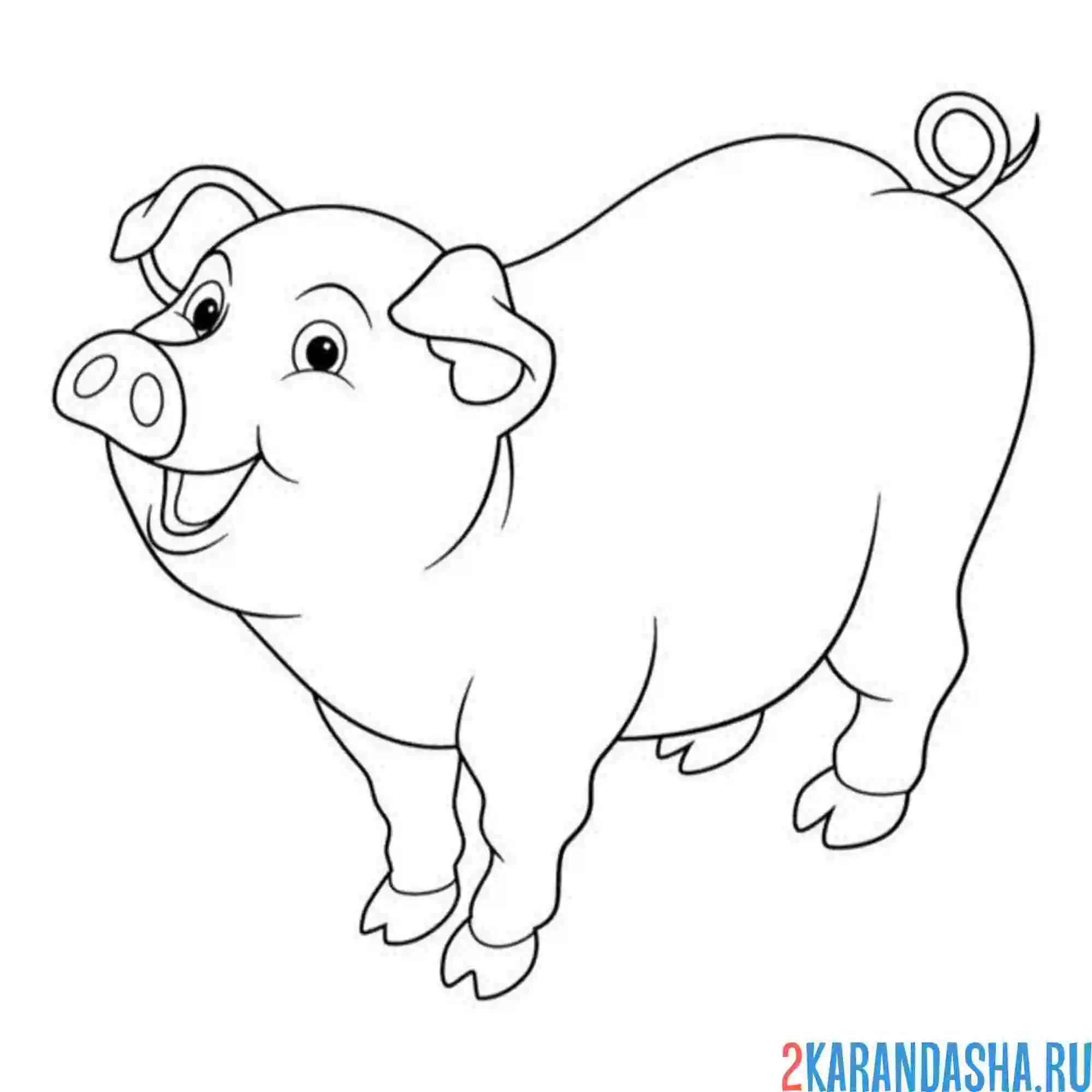 Раскраска толстенькая свинья