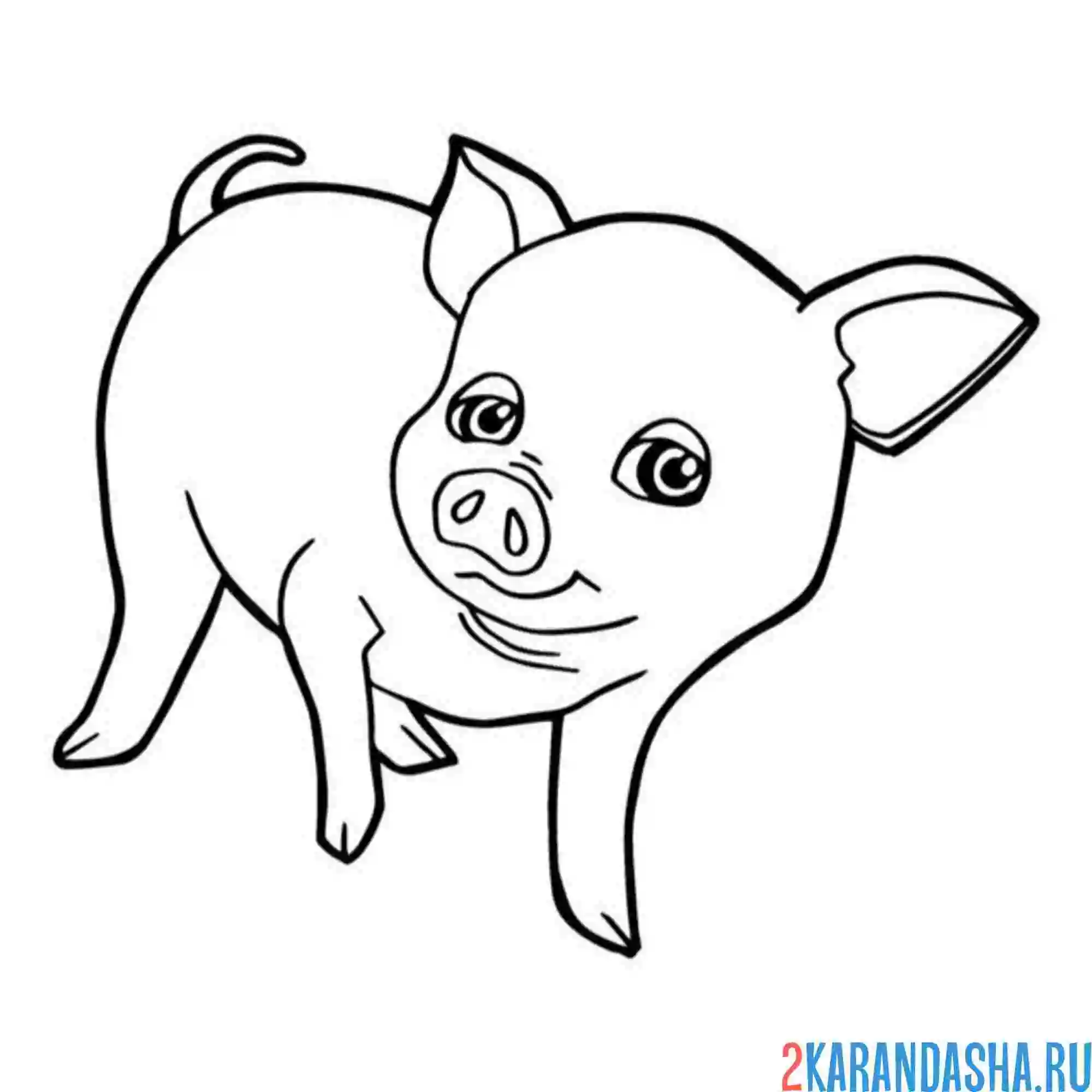 Раскраска свинья хрю
