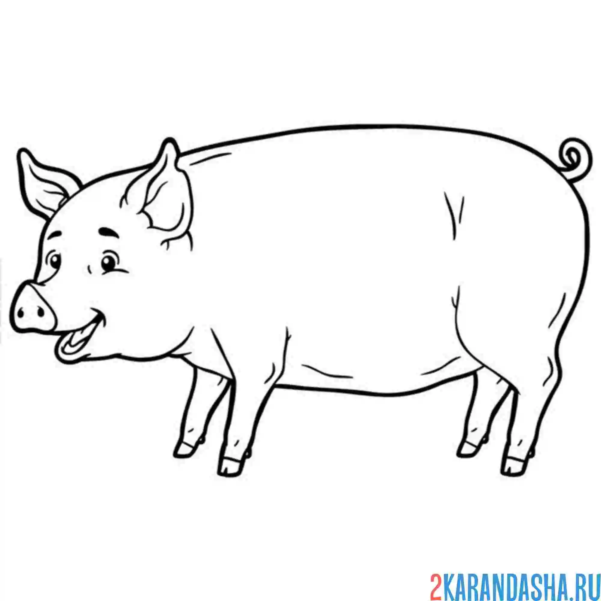 Раскраска большая свинья