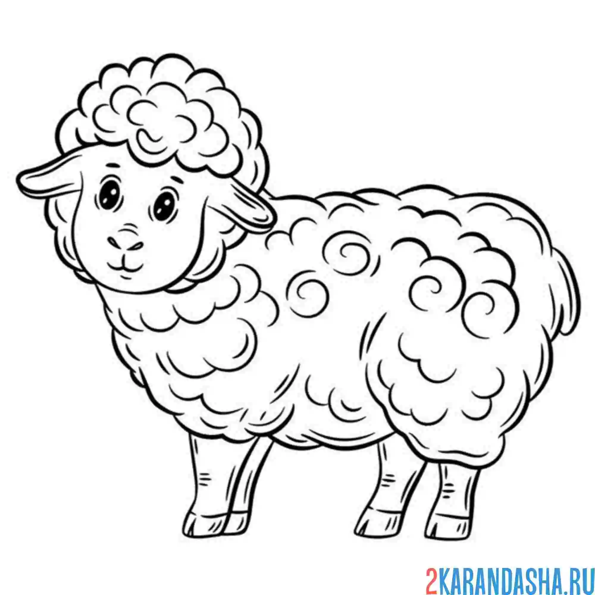 Раскраска овечка пушистая