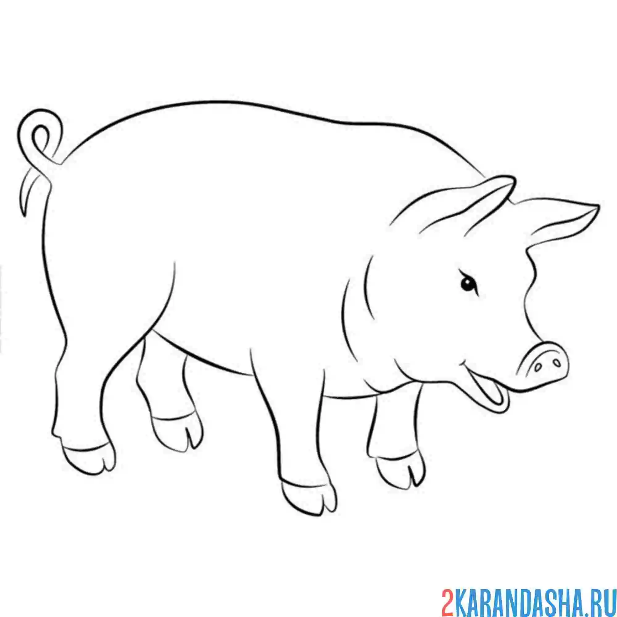 Раскраска хряк