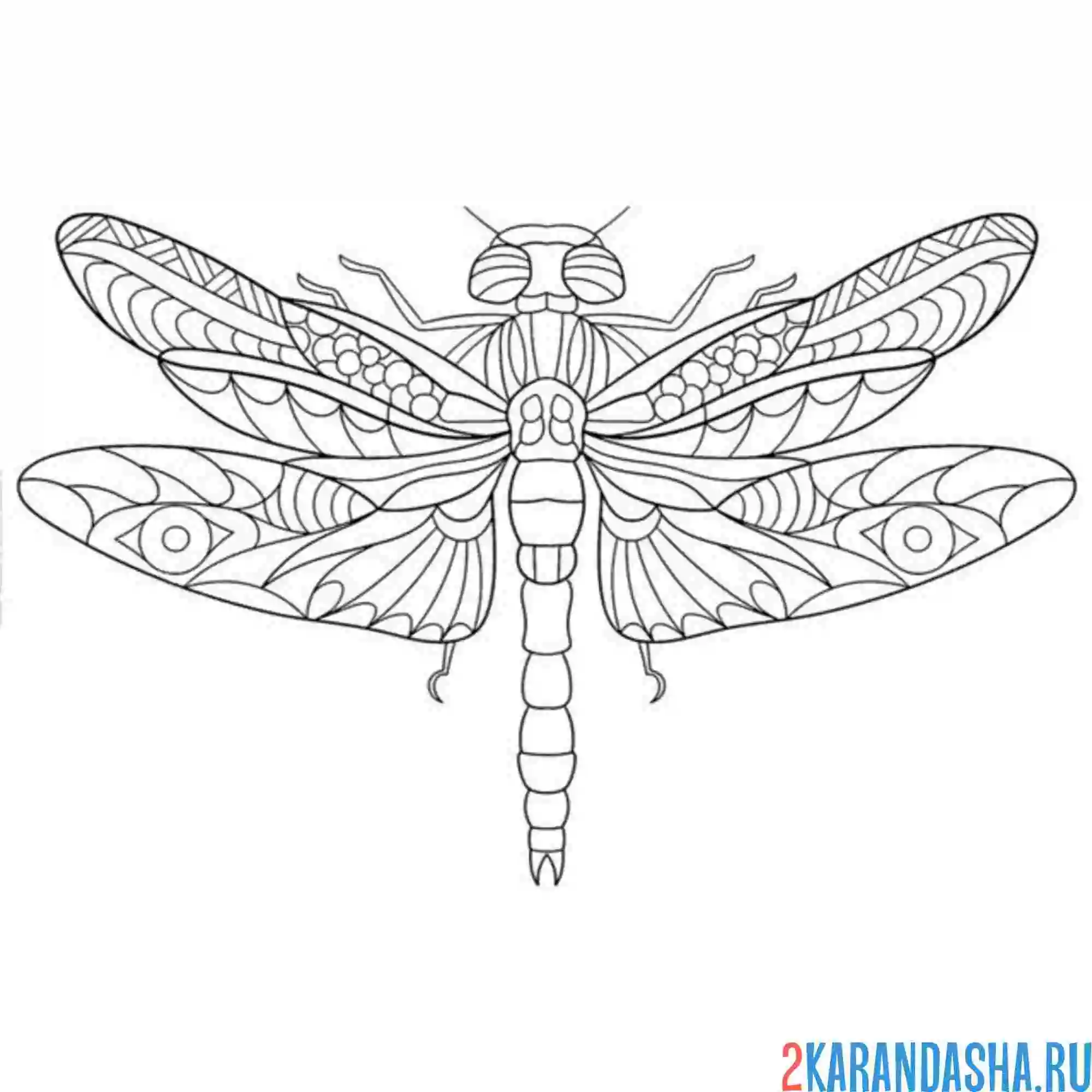 Раскраска стрекоза вид сверху