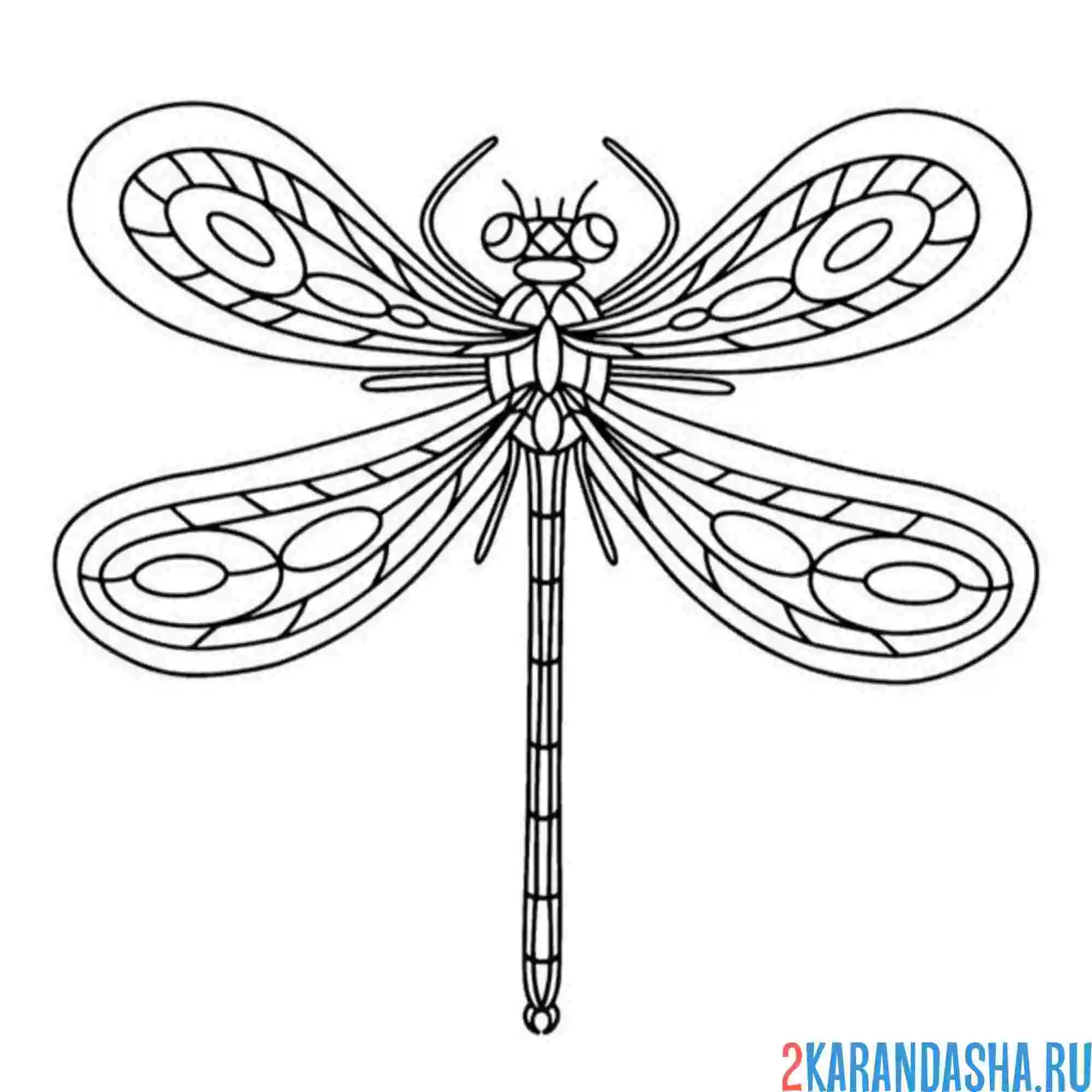Раскраска стрекоза сверху