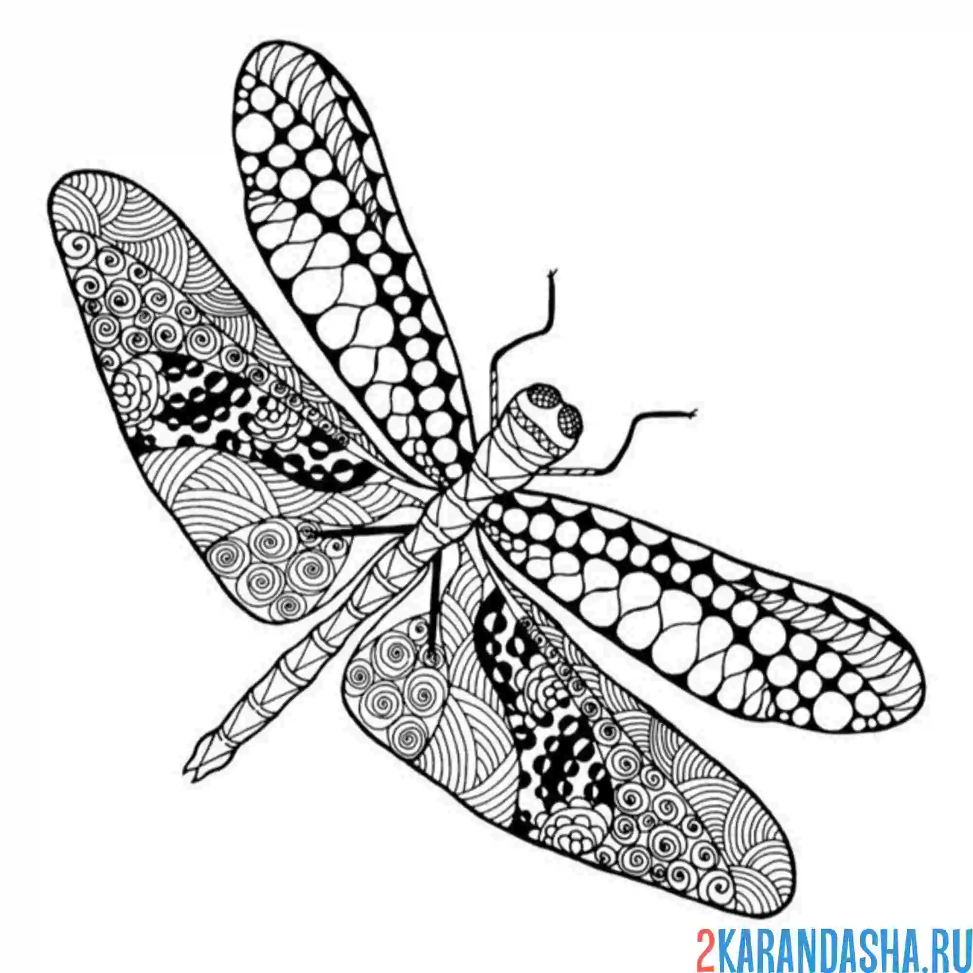 Раскраска антистресс стрекоза сверху