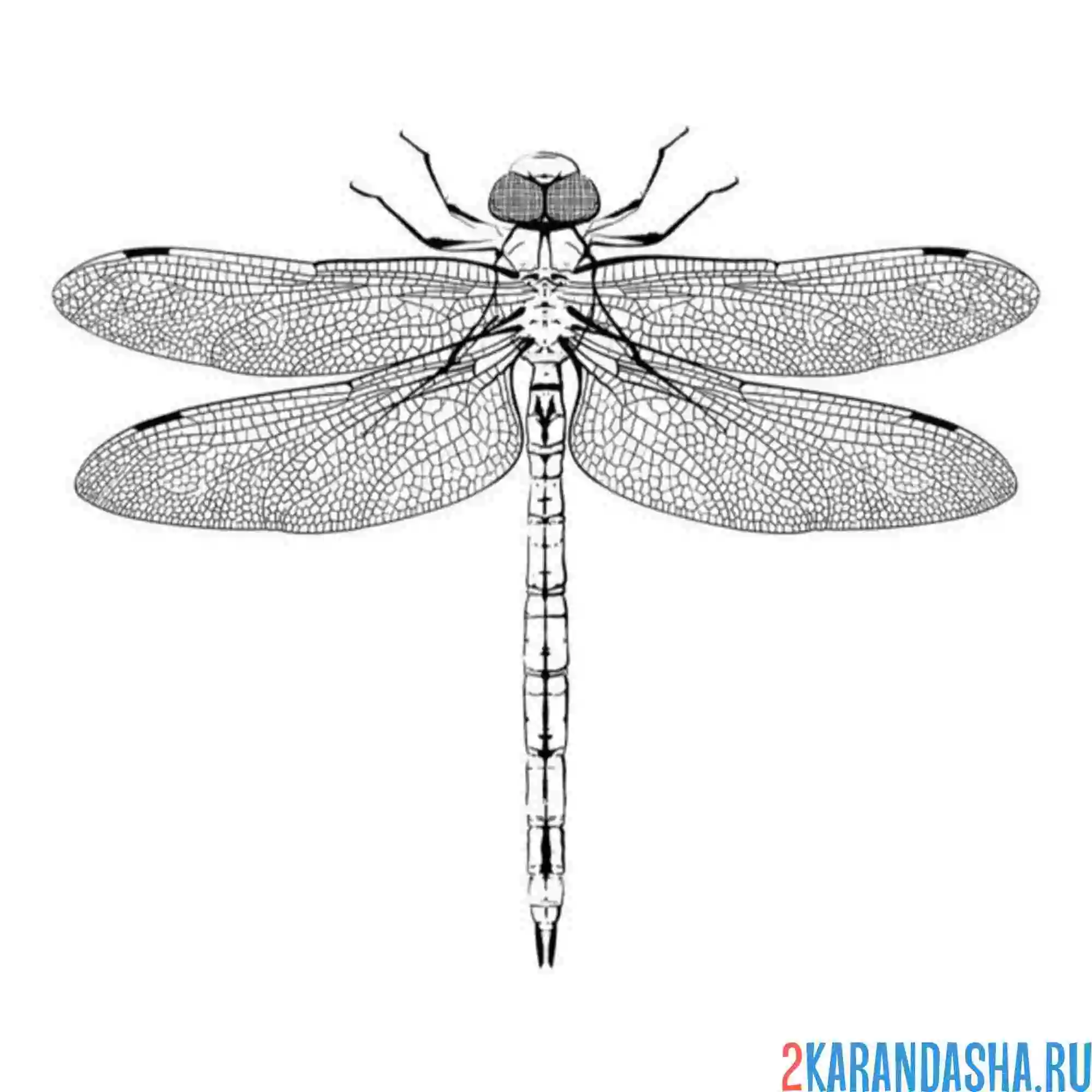 Раскраска фото стрекоза