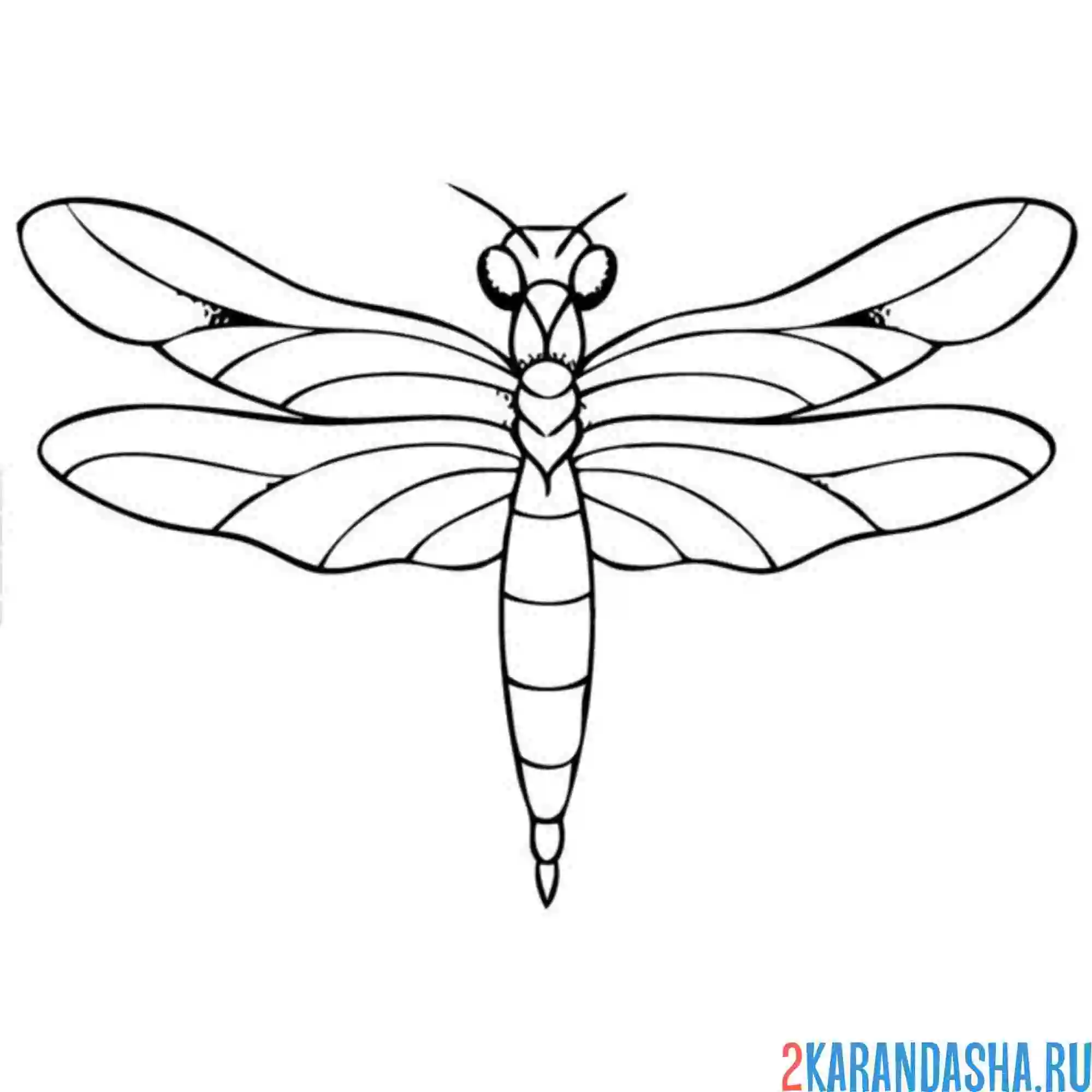 Раскраска сверху стрекоза