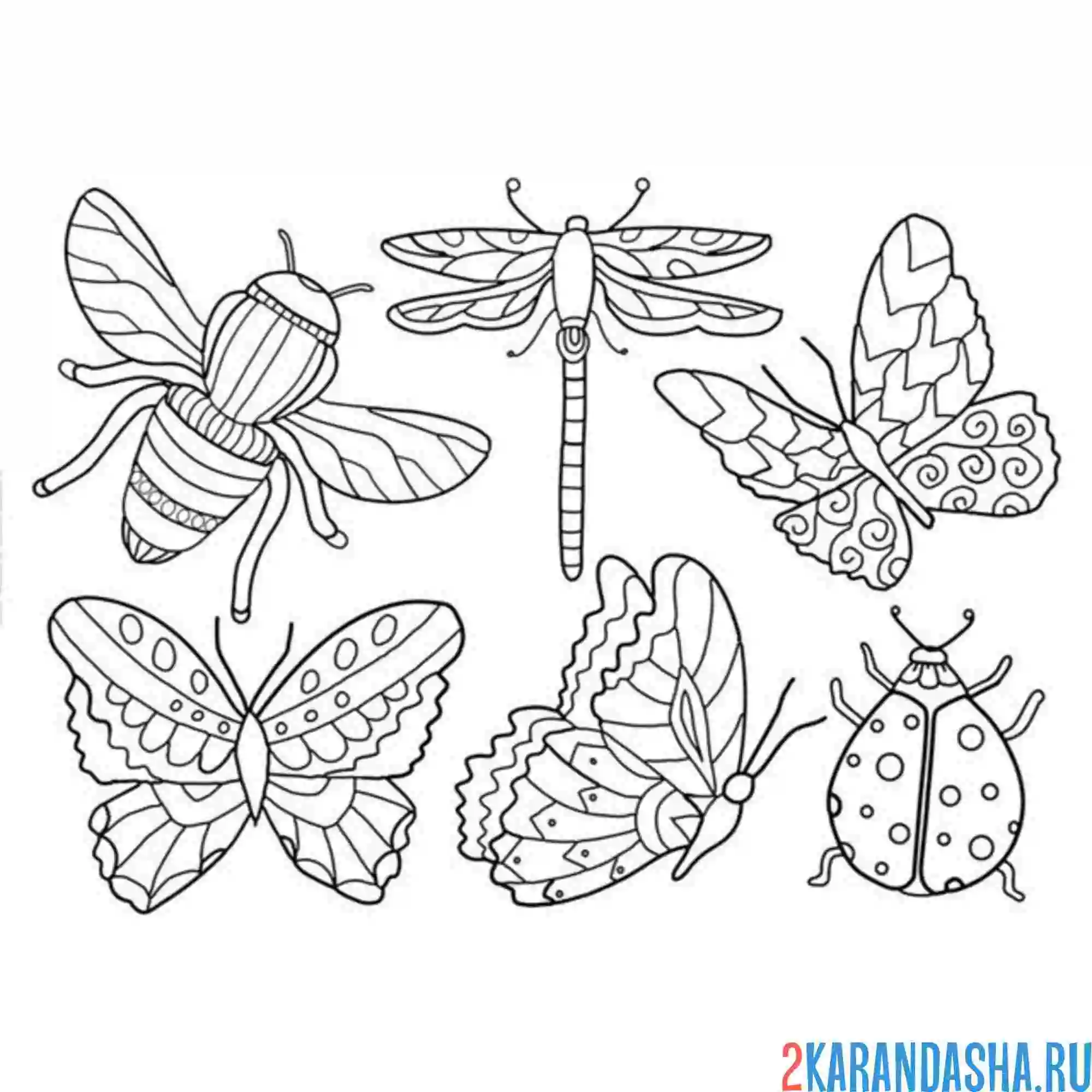 Раскраска разные насекомые