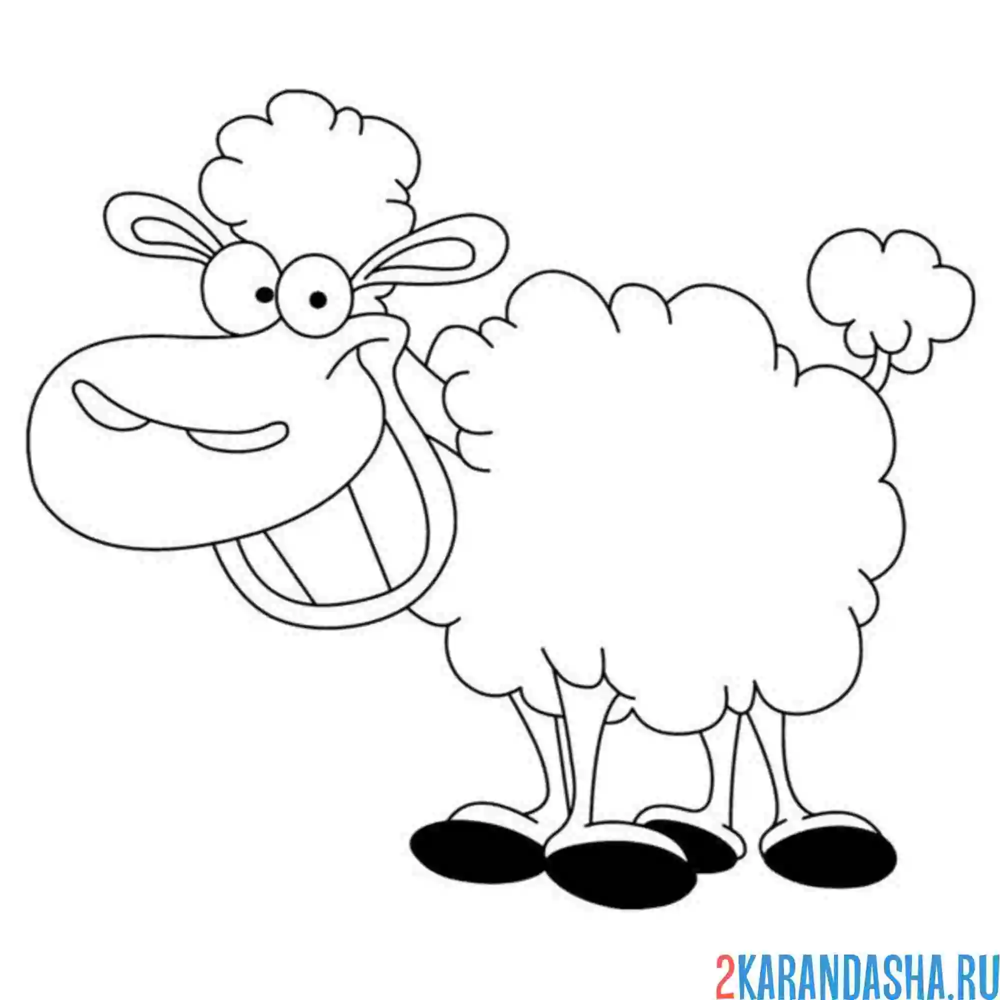 Раскраска овца