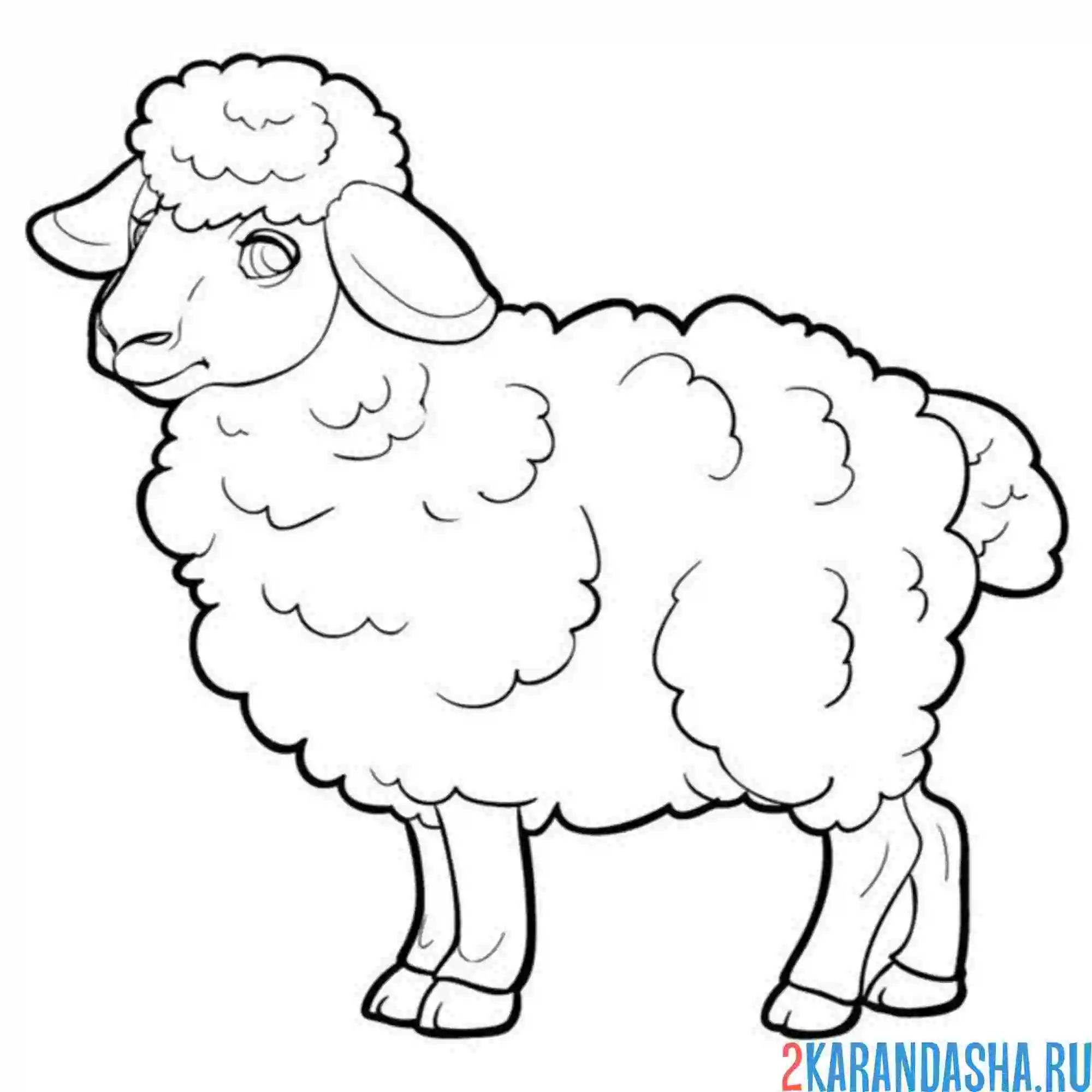 Раскраска овца настоящая