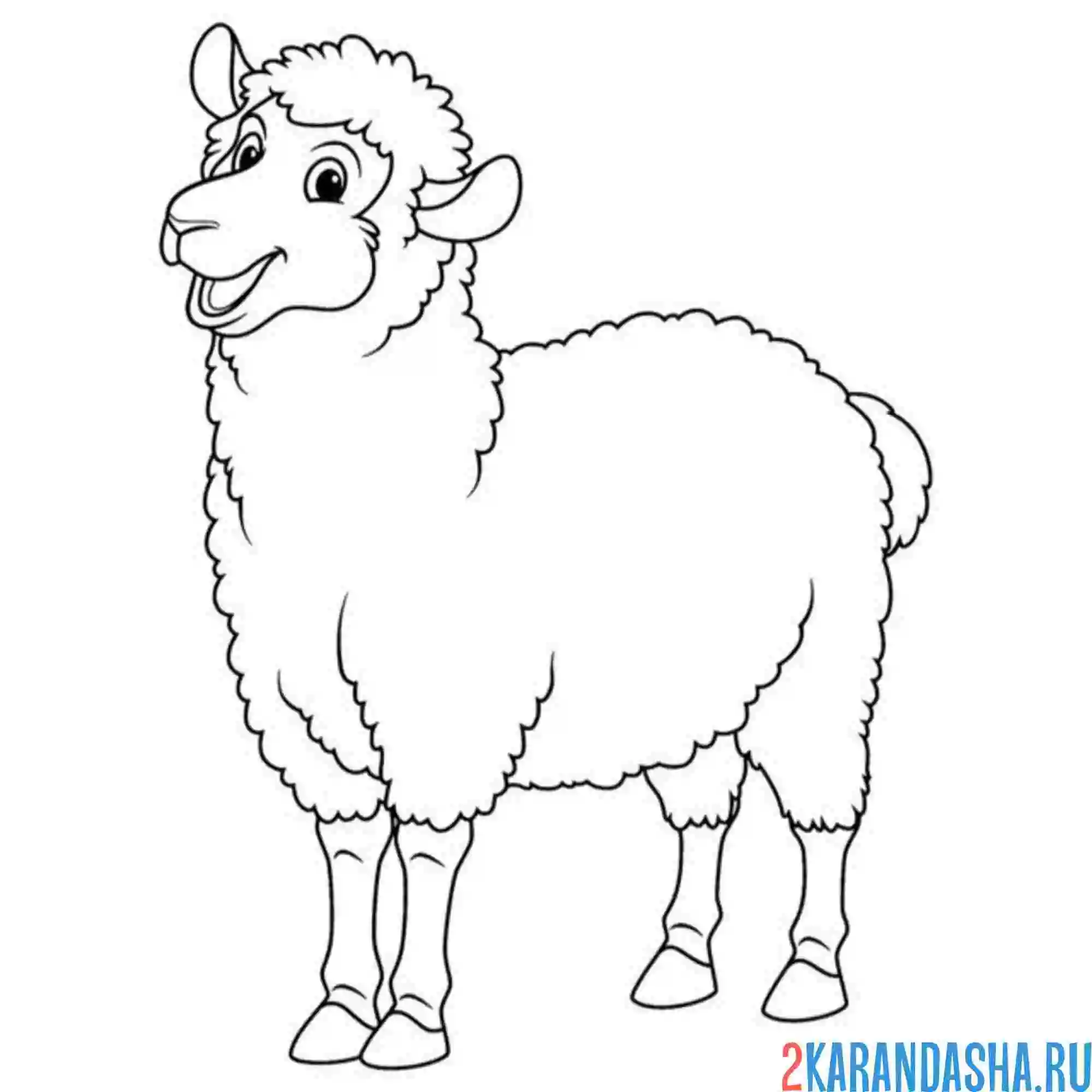Раскраска барашек без рогов