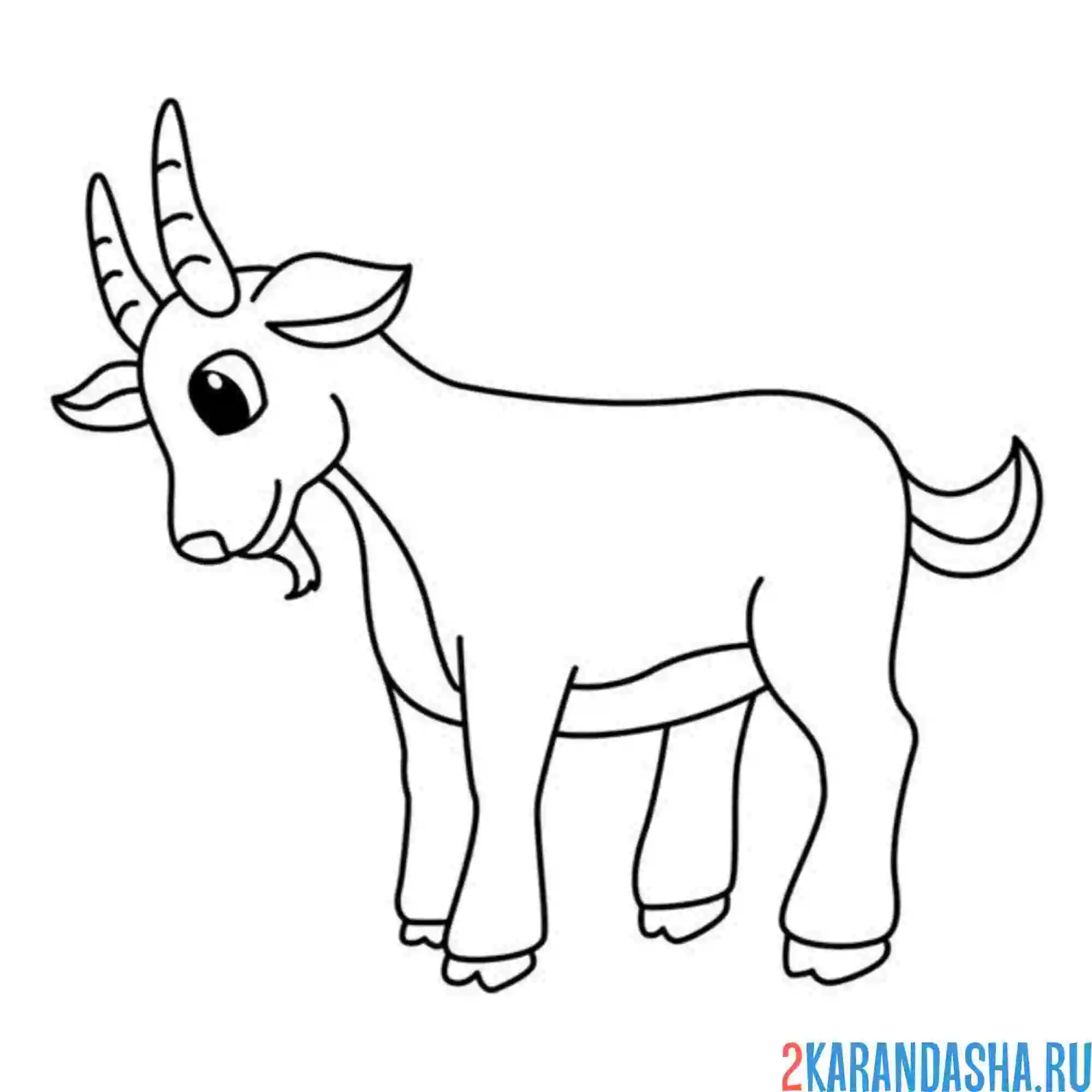 Раскраска бородатый козел