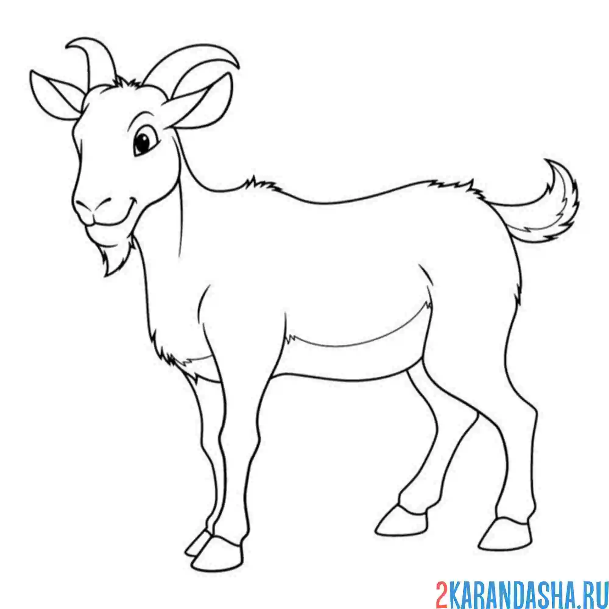 Раскраска красивый козел