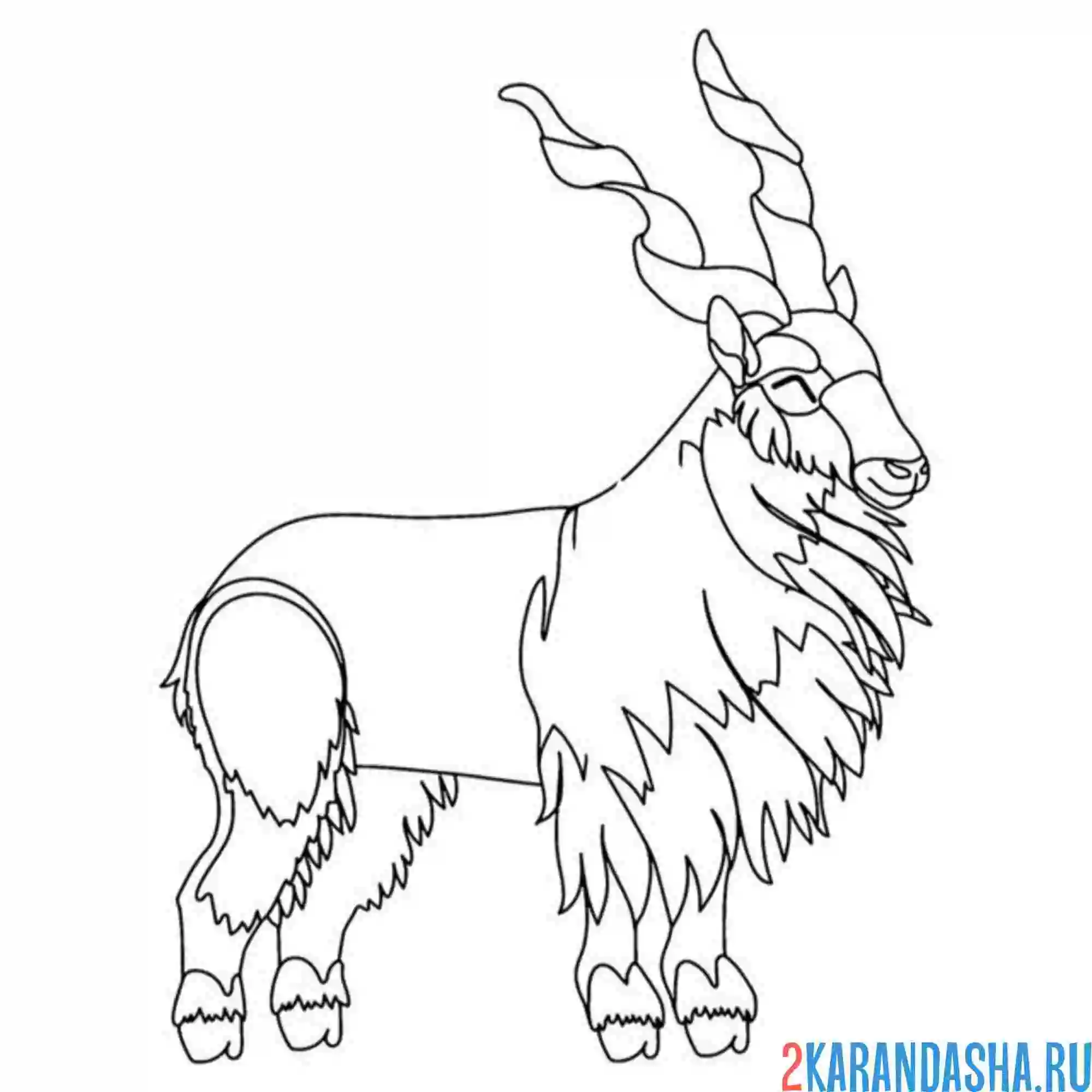 Раскраска длинные рога у козла