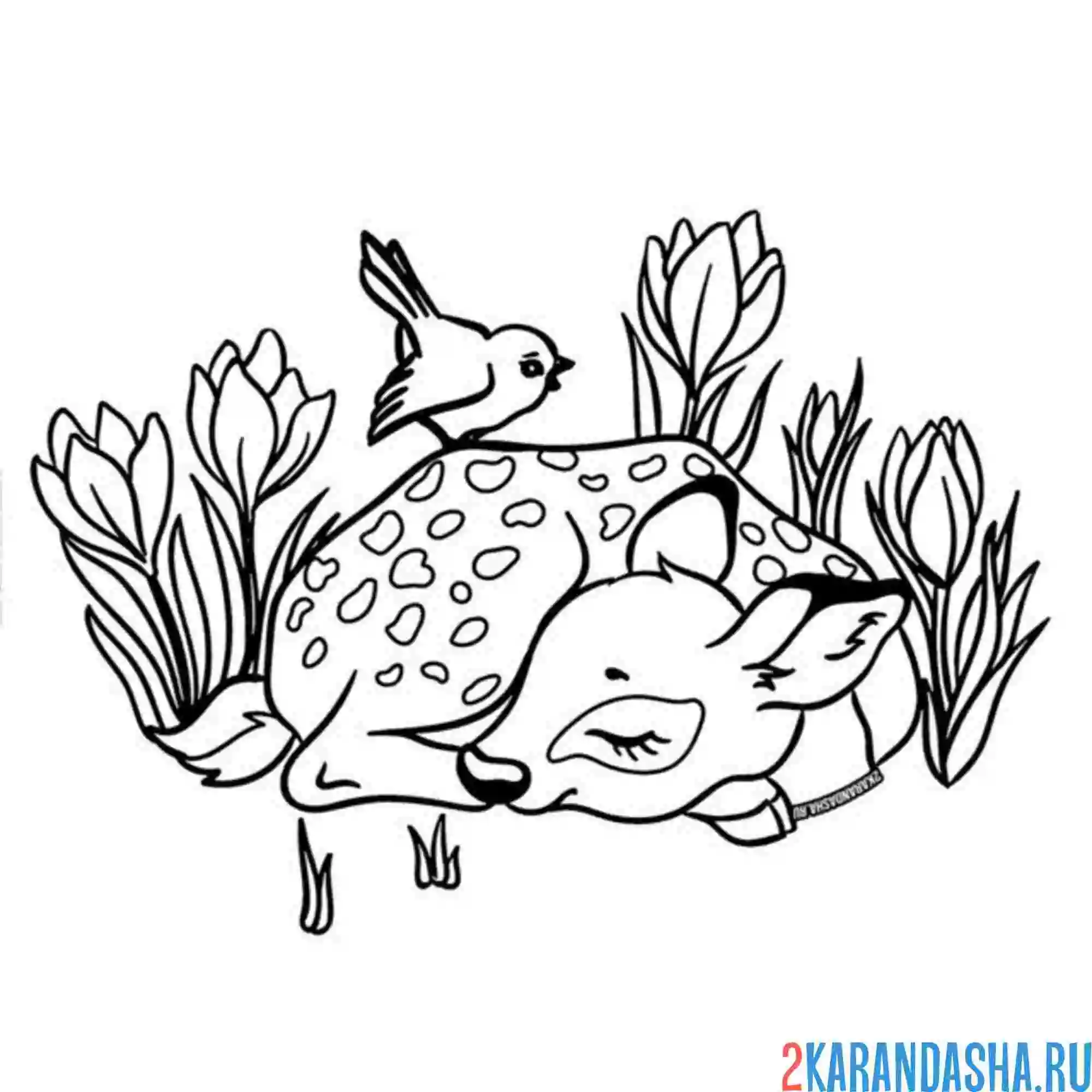 Раскраска олень спит