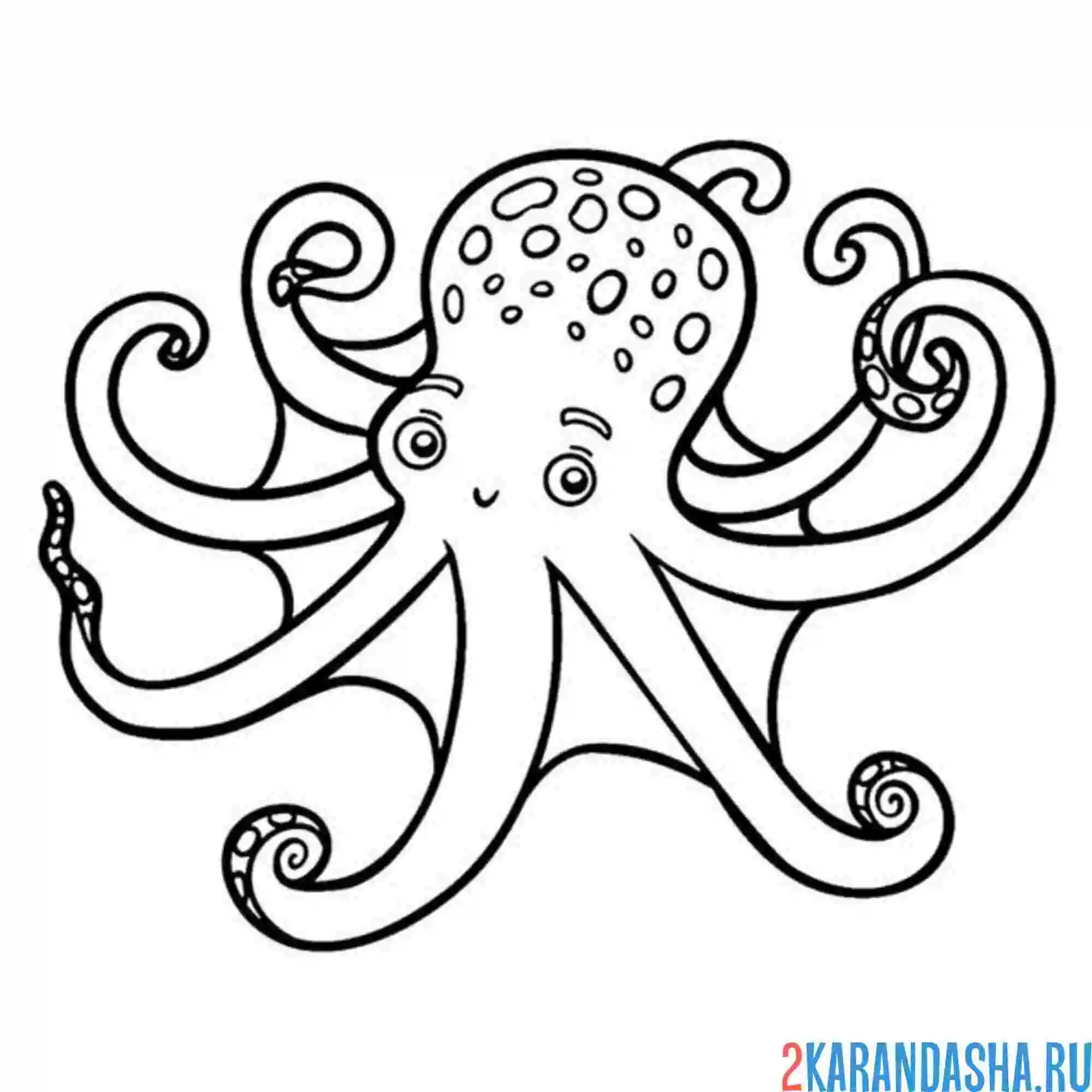 Раскраска осьминог большая голова