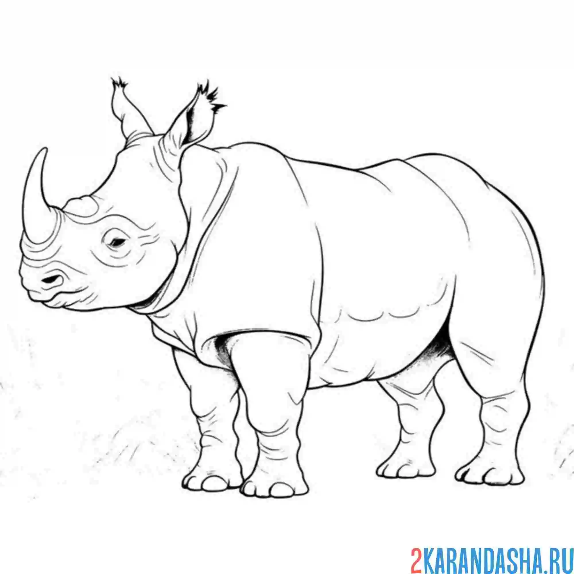 Раскраска настоящий носорог