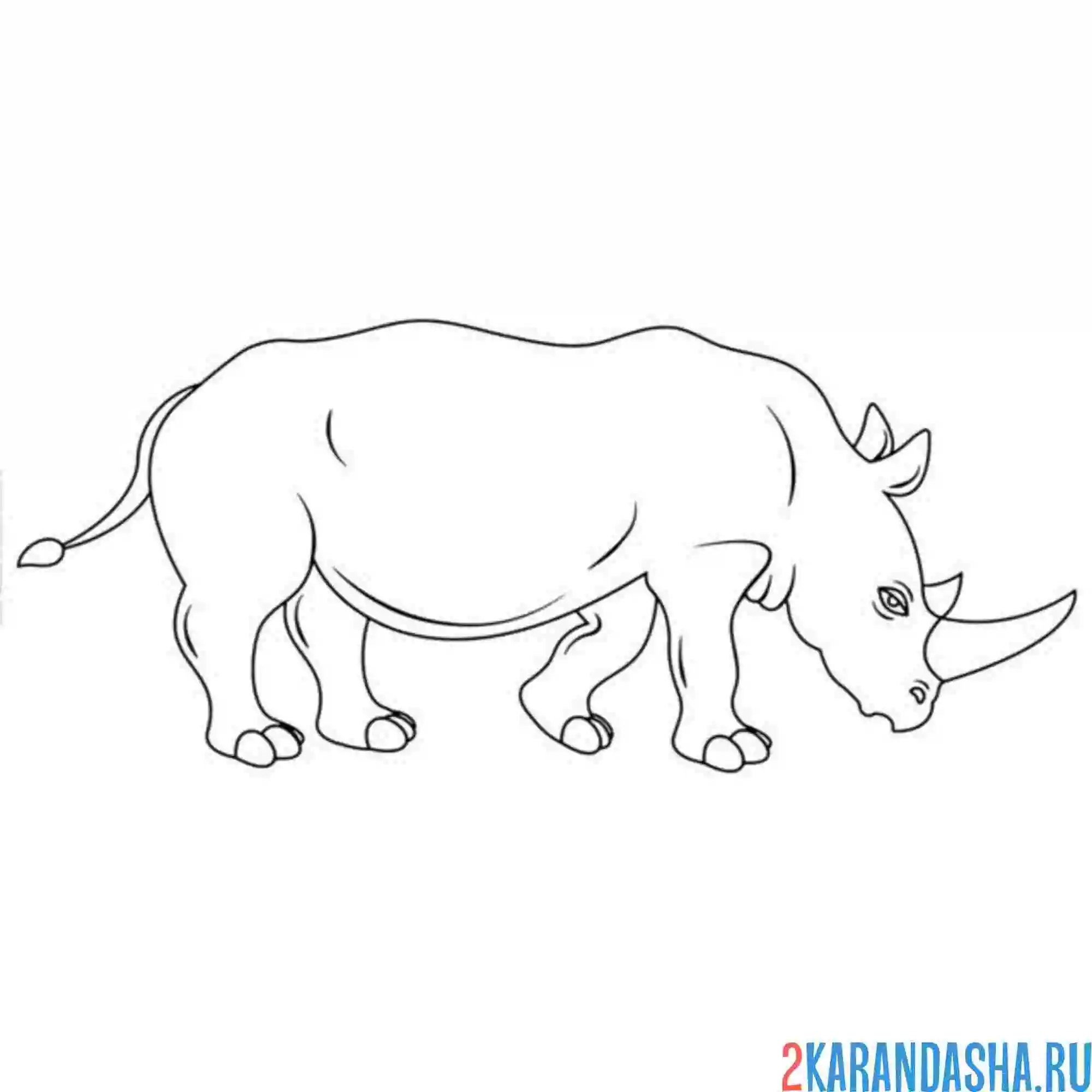 Раскраска носорог вид сбоку
