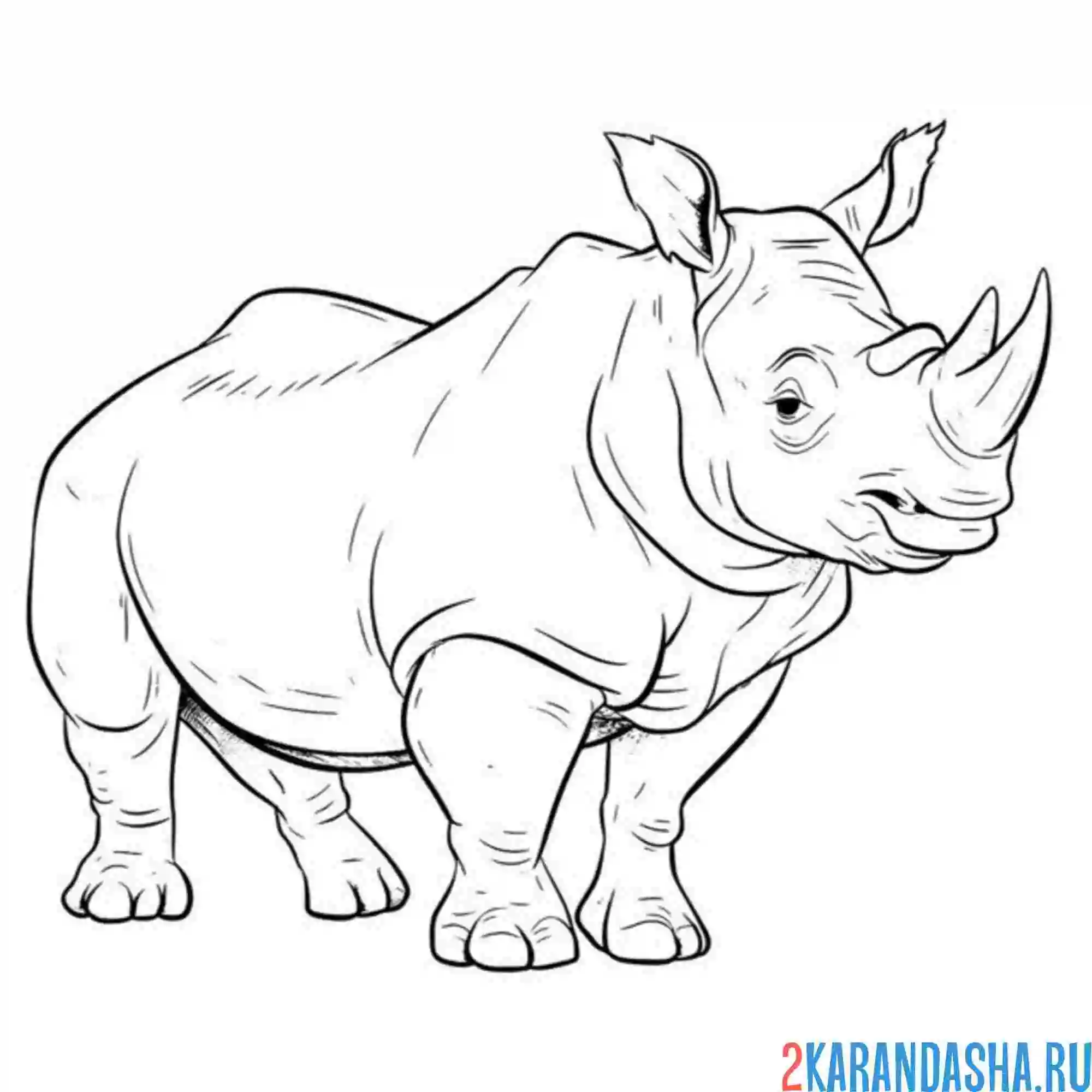 Раскраска носорог настоящий