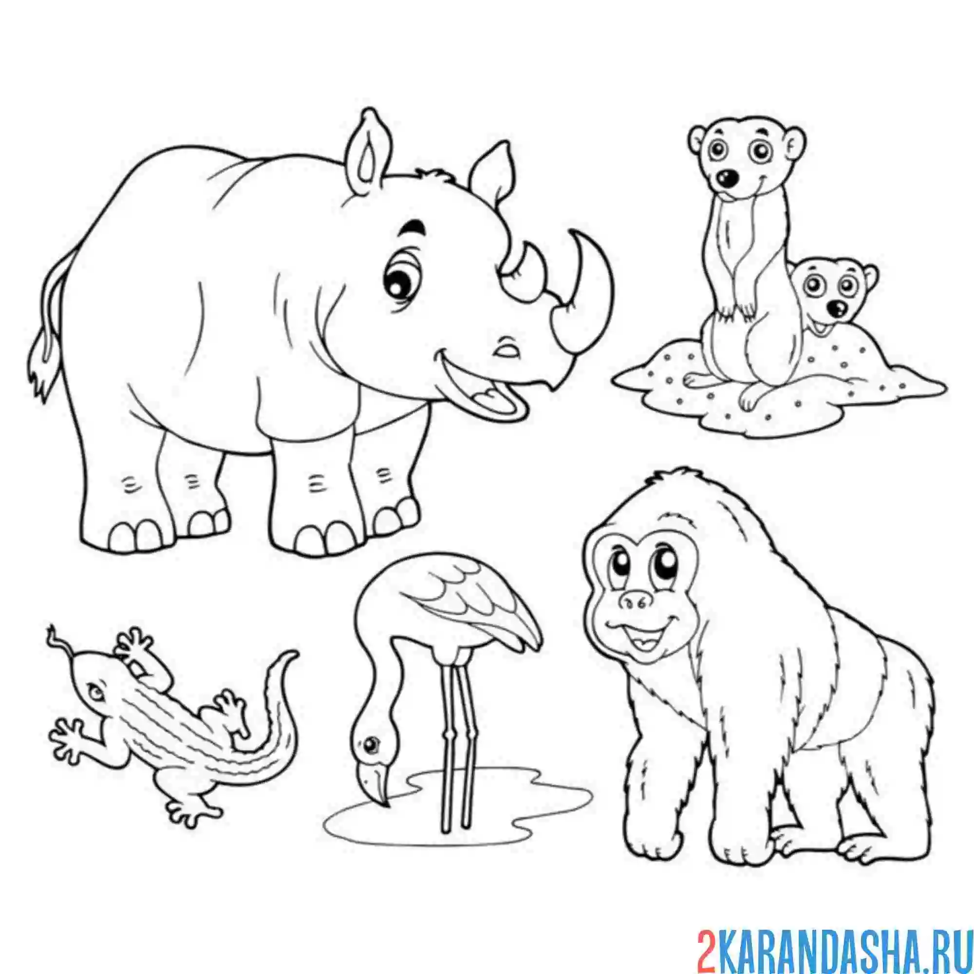 Раскраска носорог и другие животные