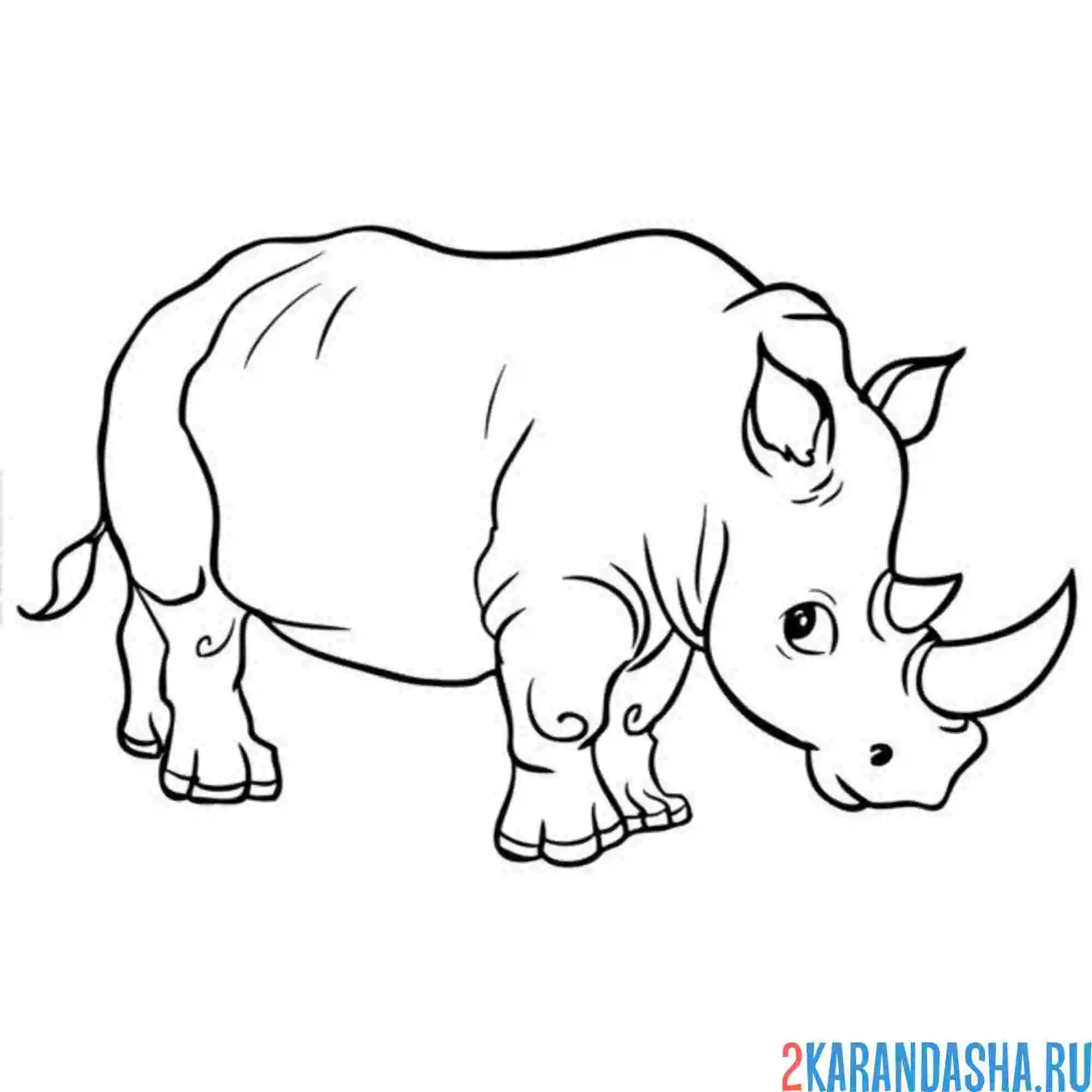 Раскраска большой настоящий носорог