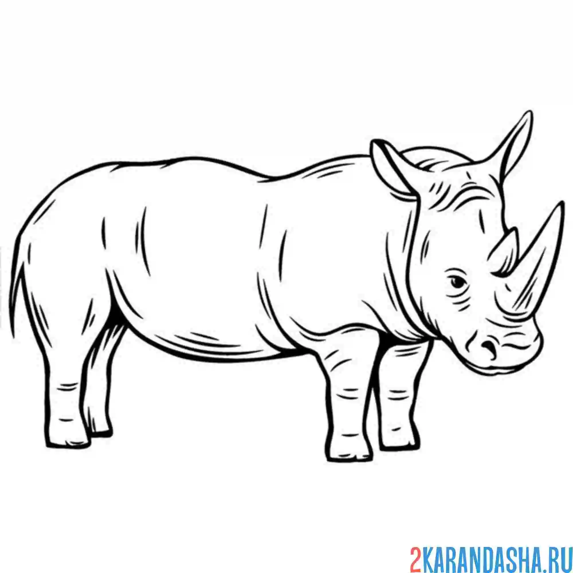 Раскраска длинный носорог