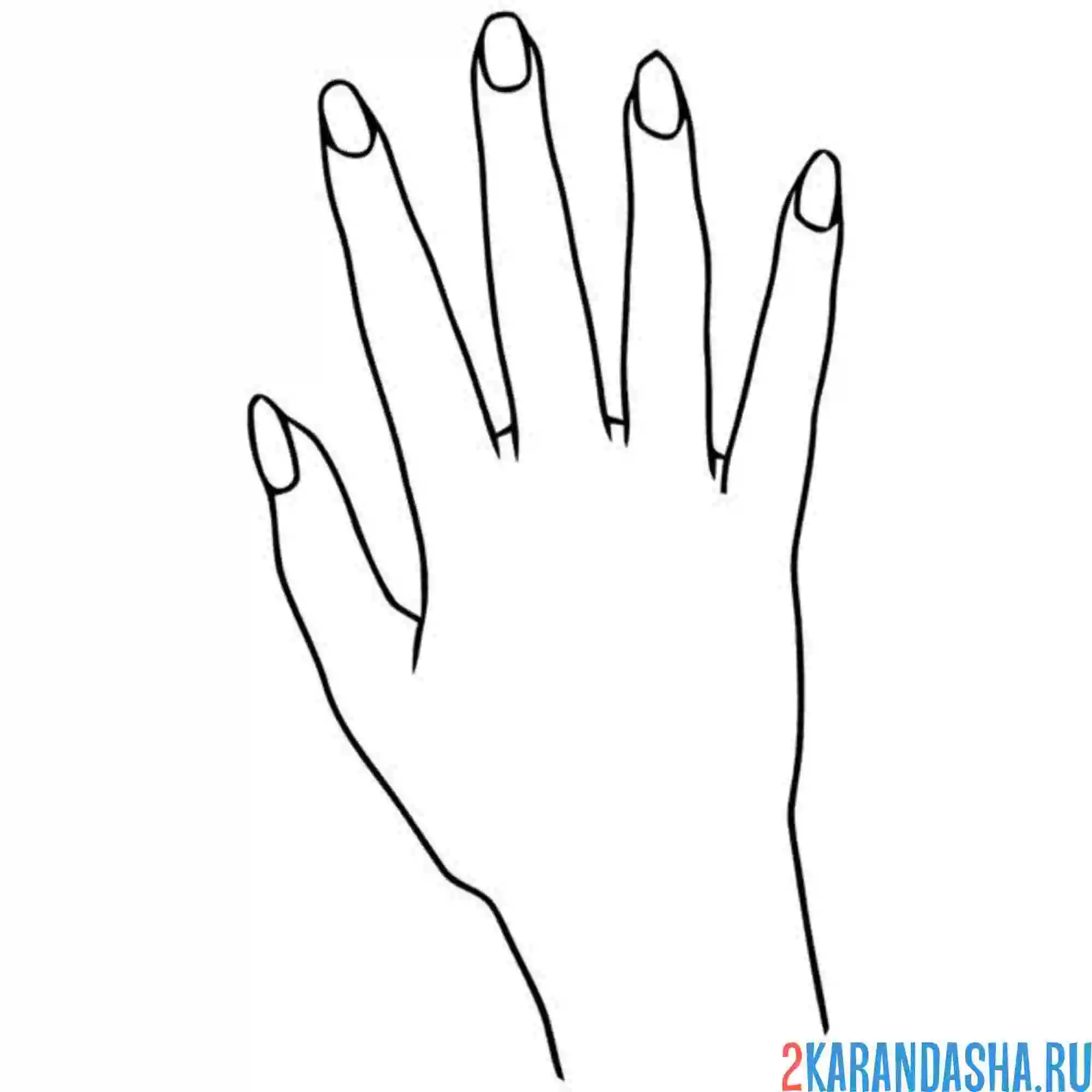 Раскраска женская правая рука