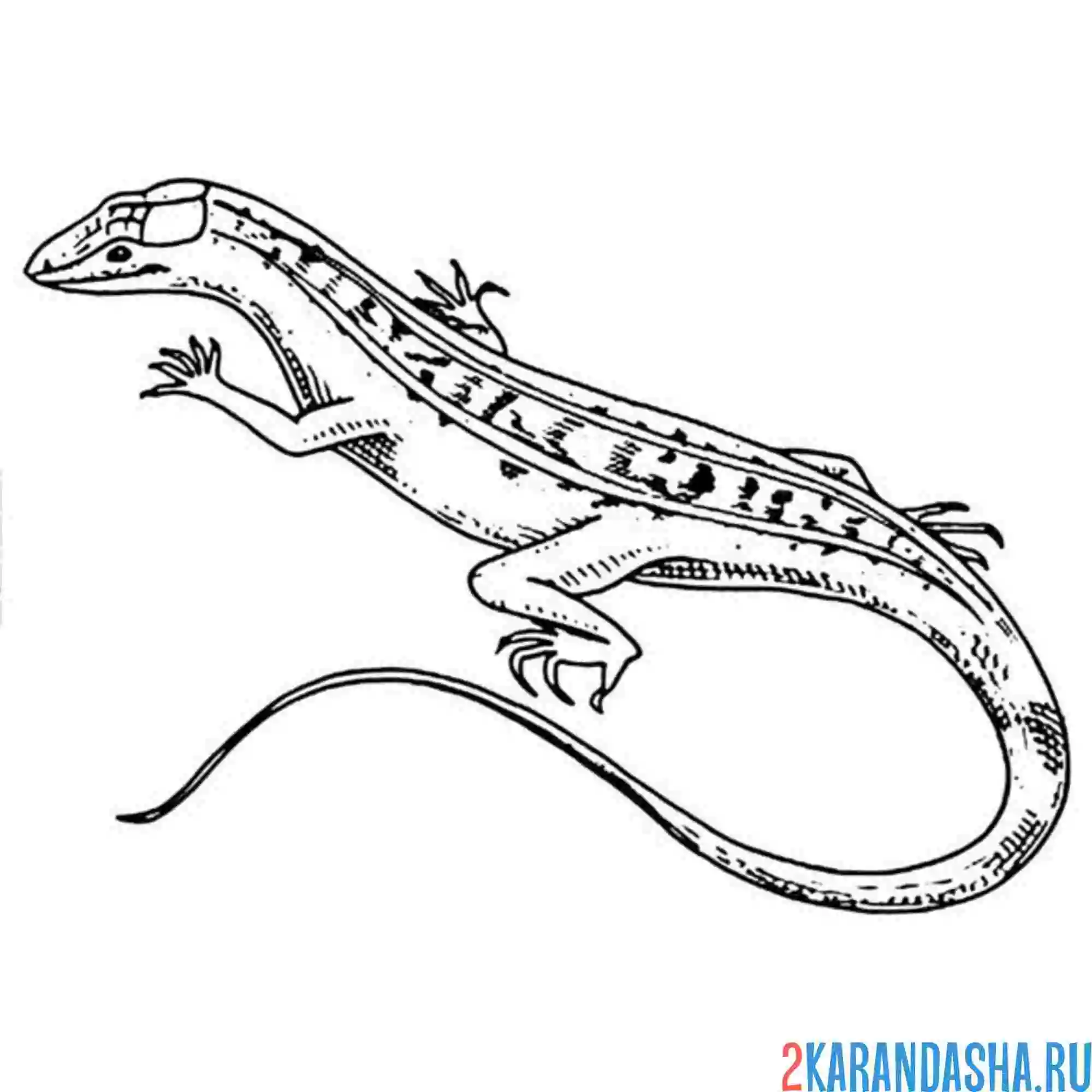 Раскраска зеленая ящерица