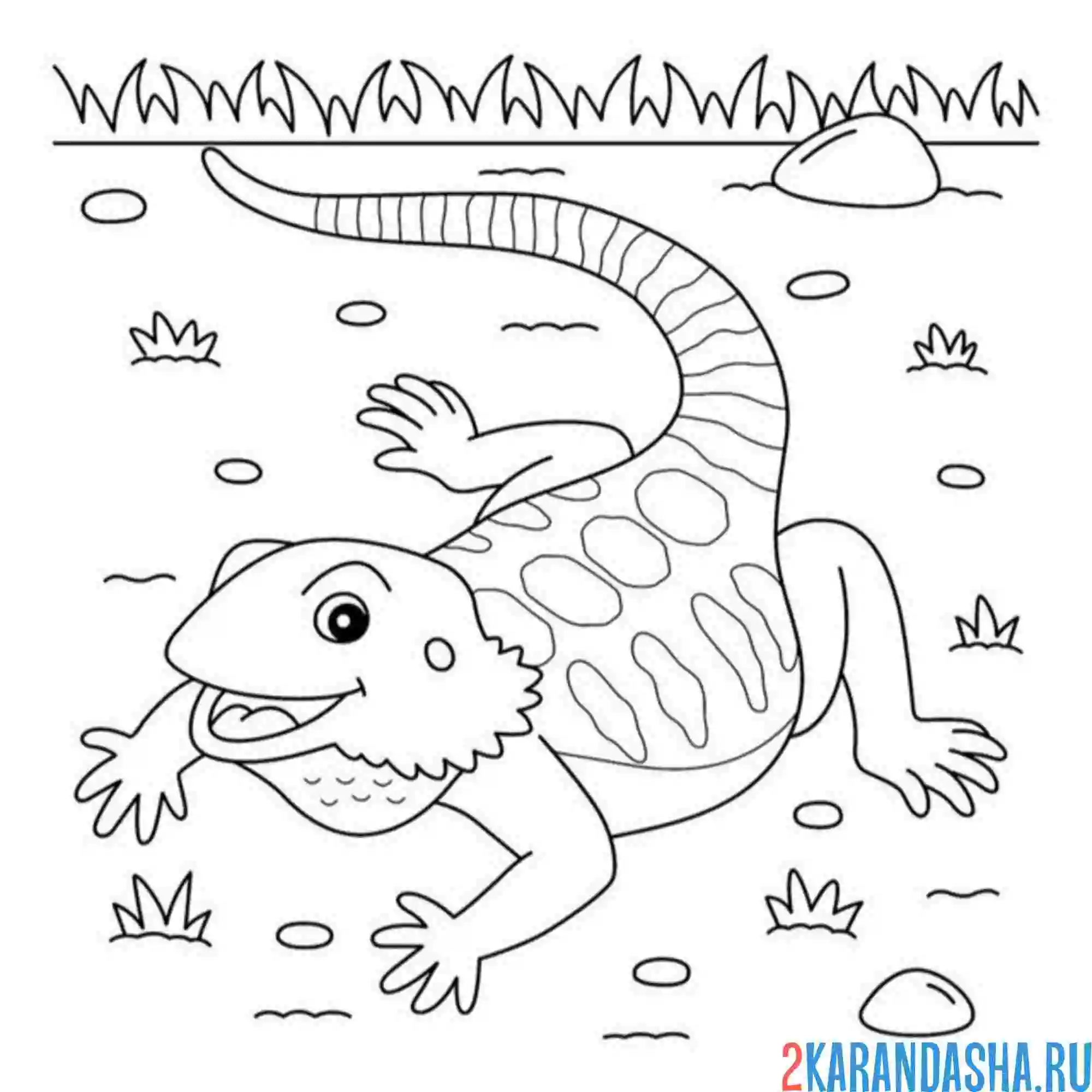 Раскраска игуана на природе