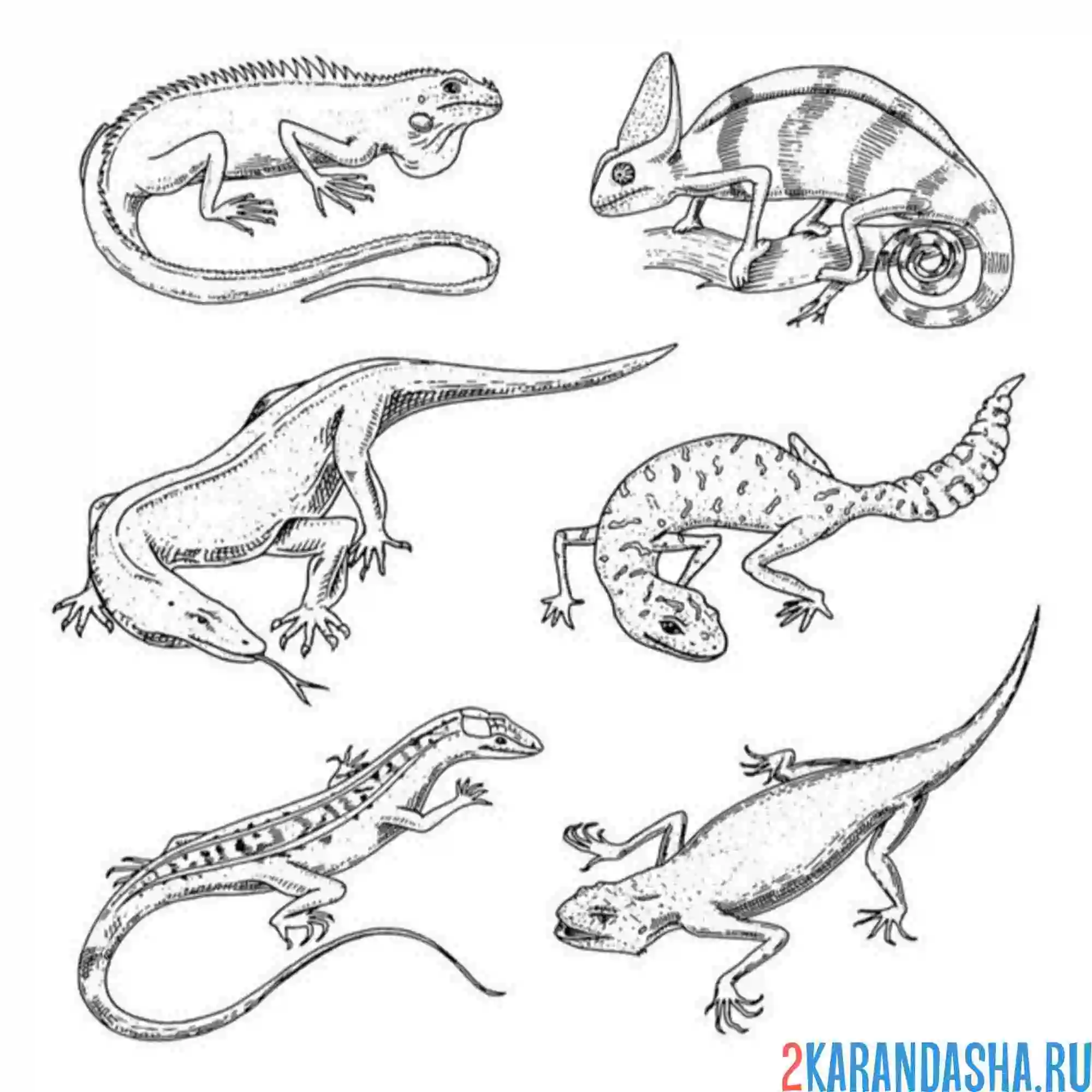Раскраска 6 разных ящериуц