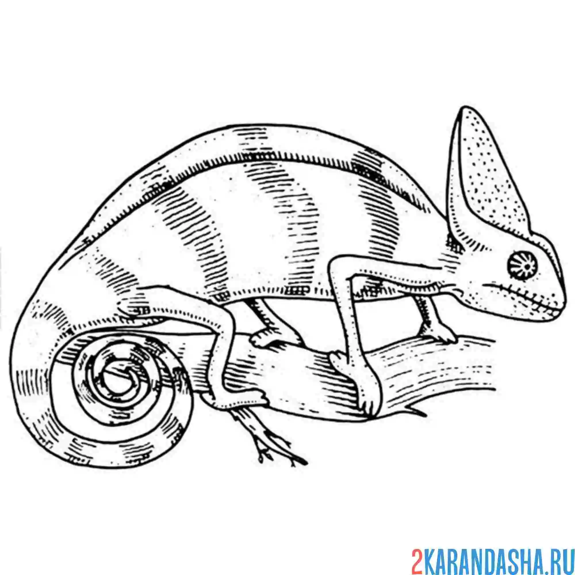 Раскраска ящерица дикая