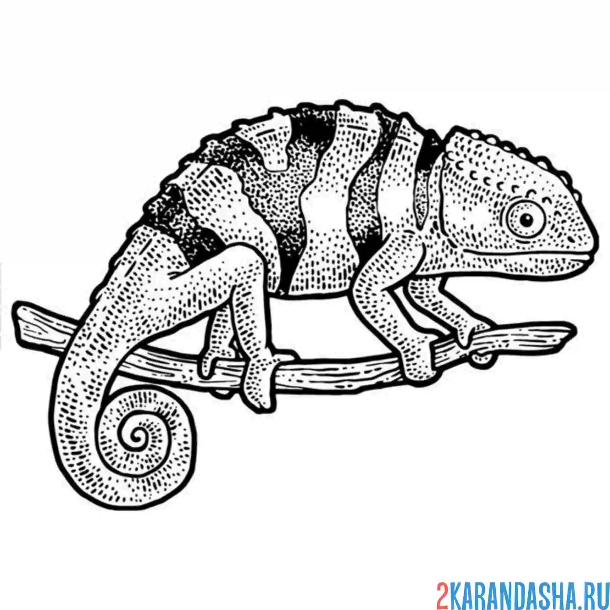Раскраска медленный хамелеон