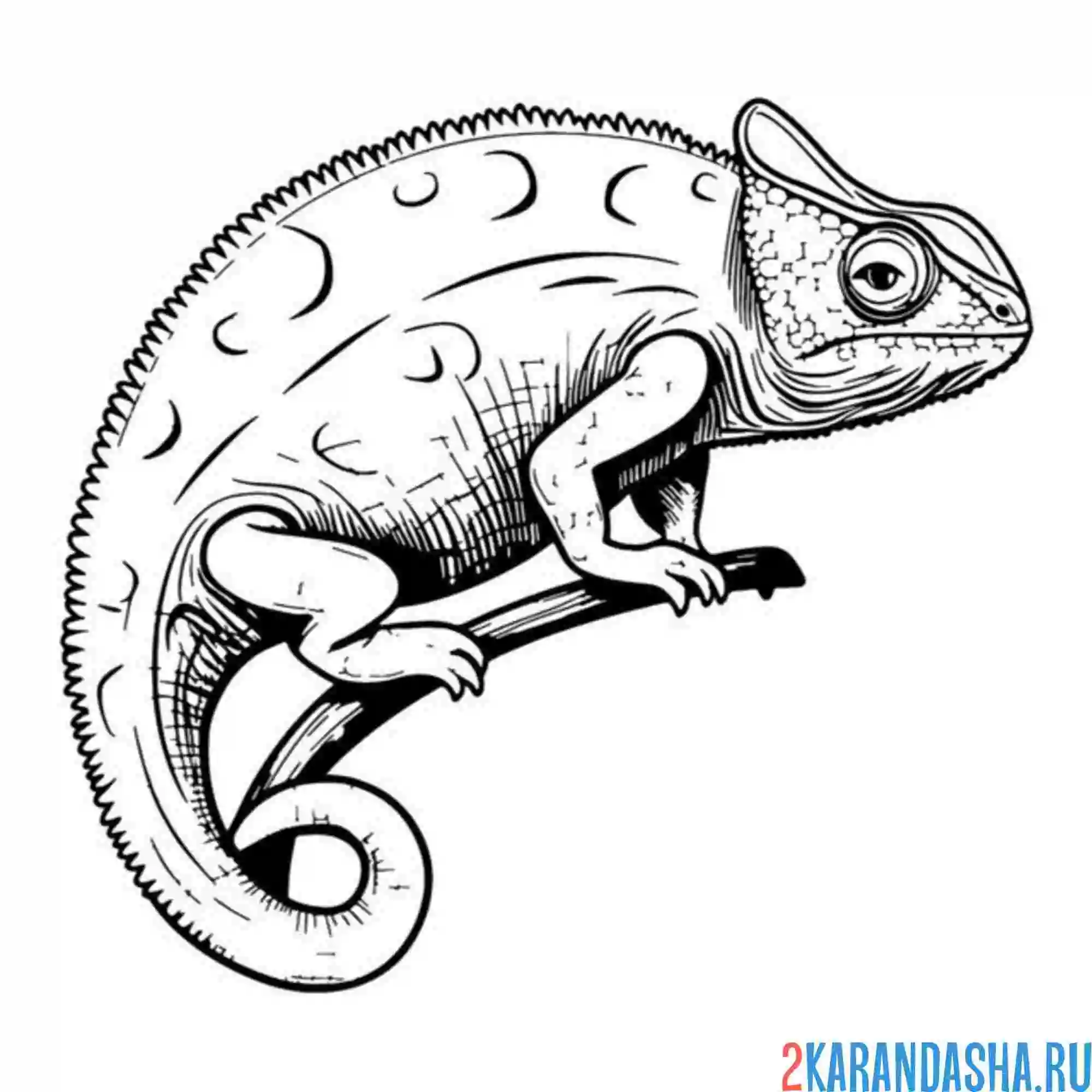 Раскраска хамелеон сидит