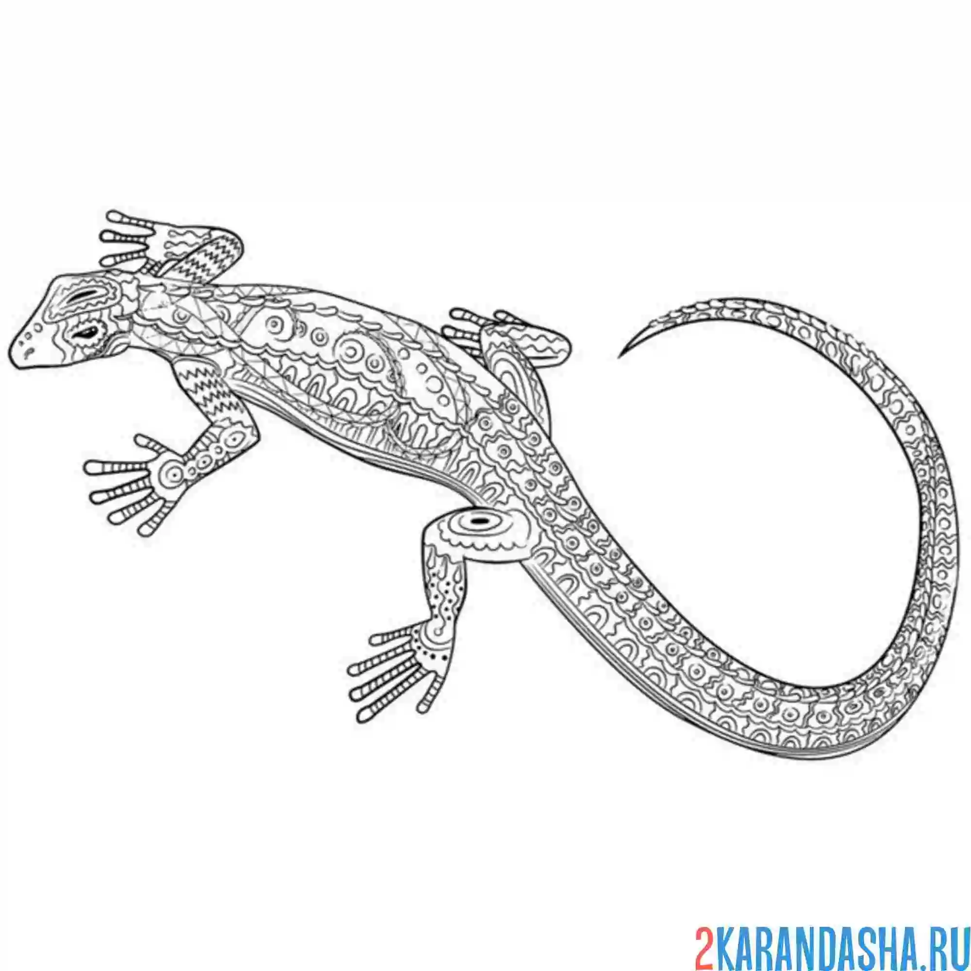 Раскраска настоящая ящерица арт