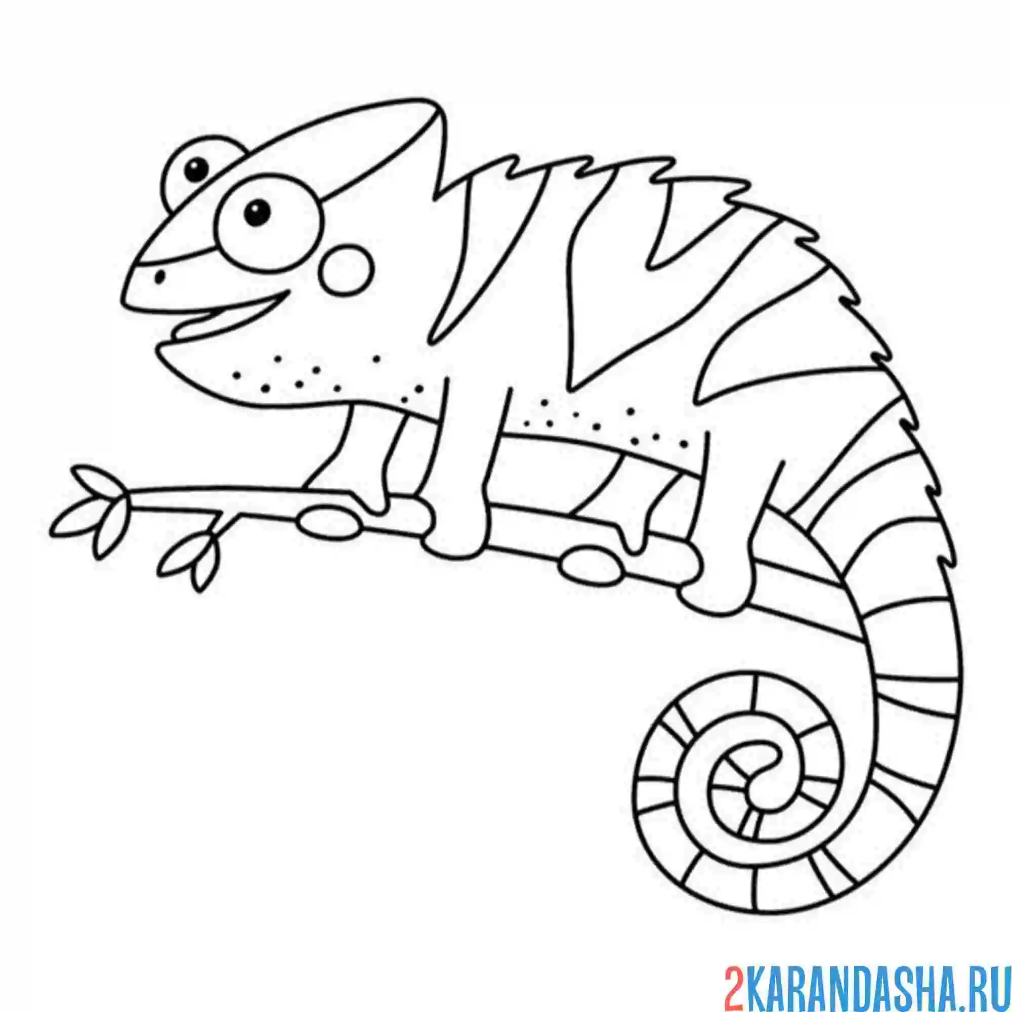 Раскраска на ветке хамелеон