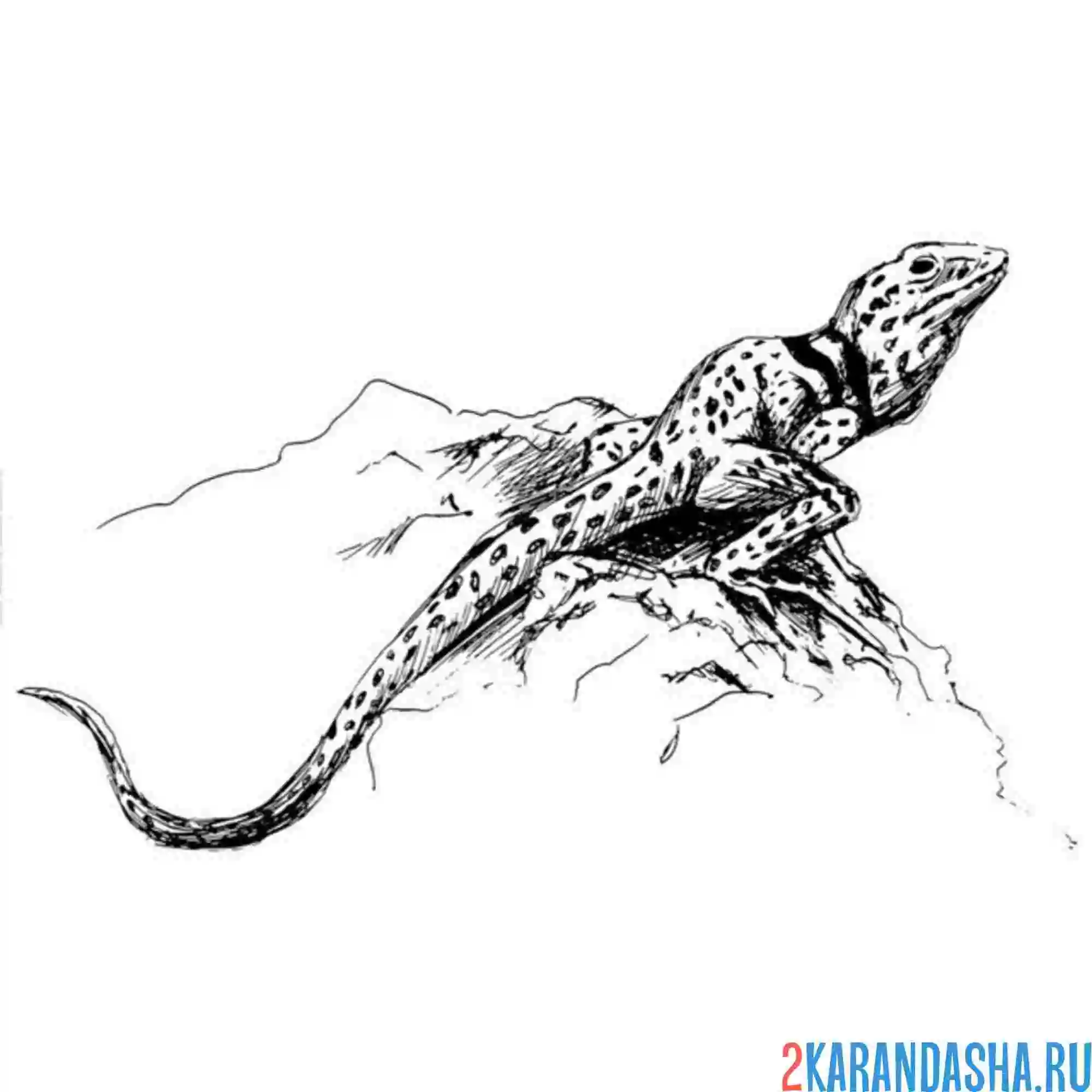 Раскраска ящерка на камне