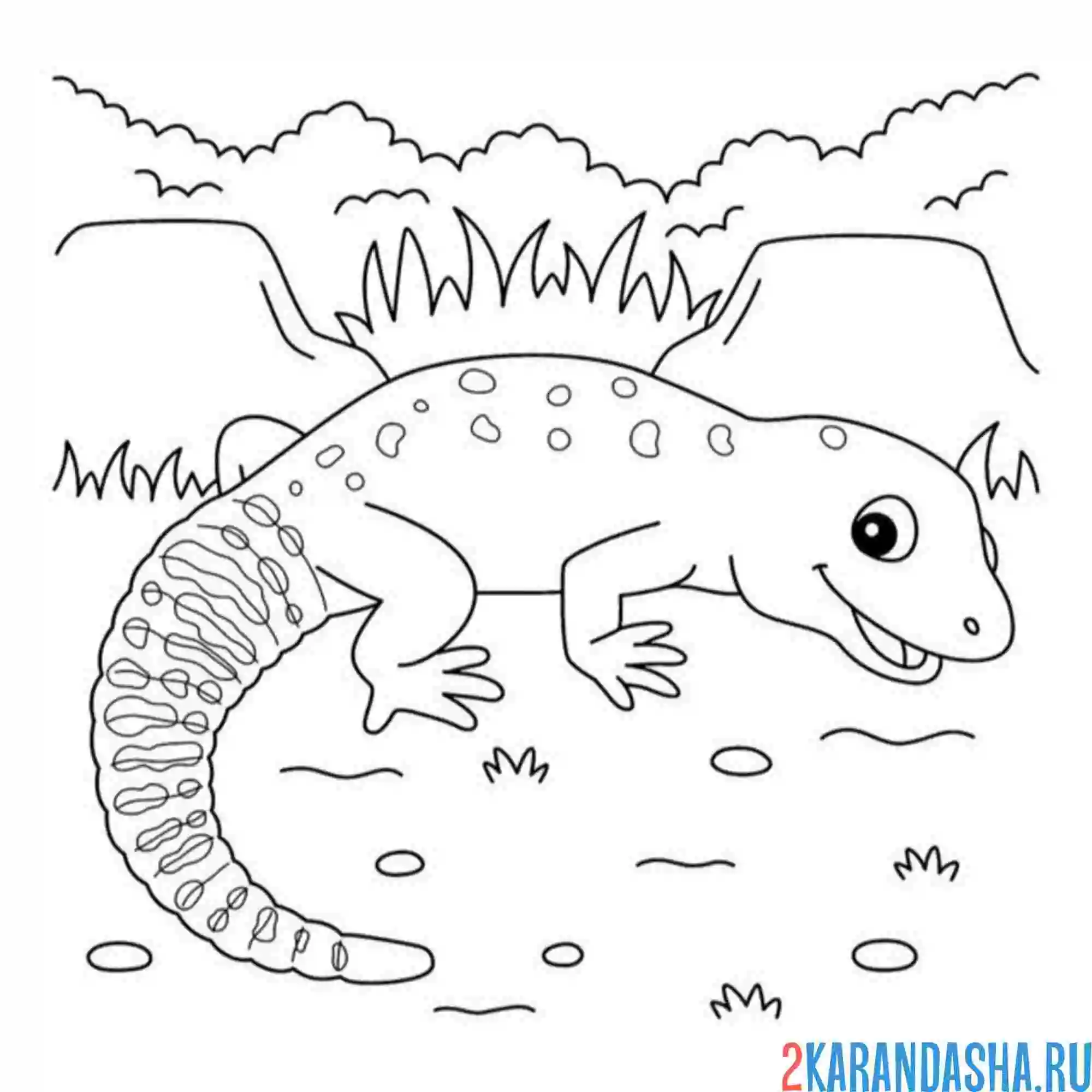 Раскраска ящерица ящерка