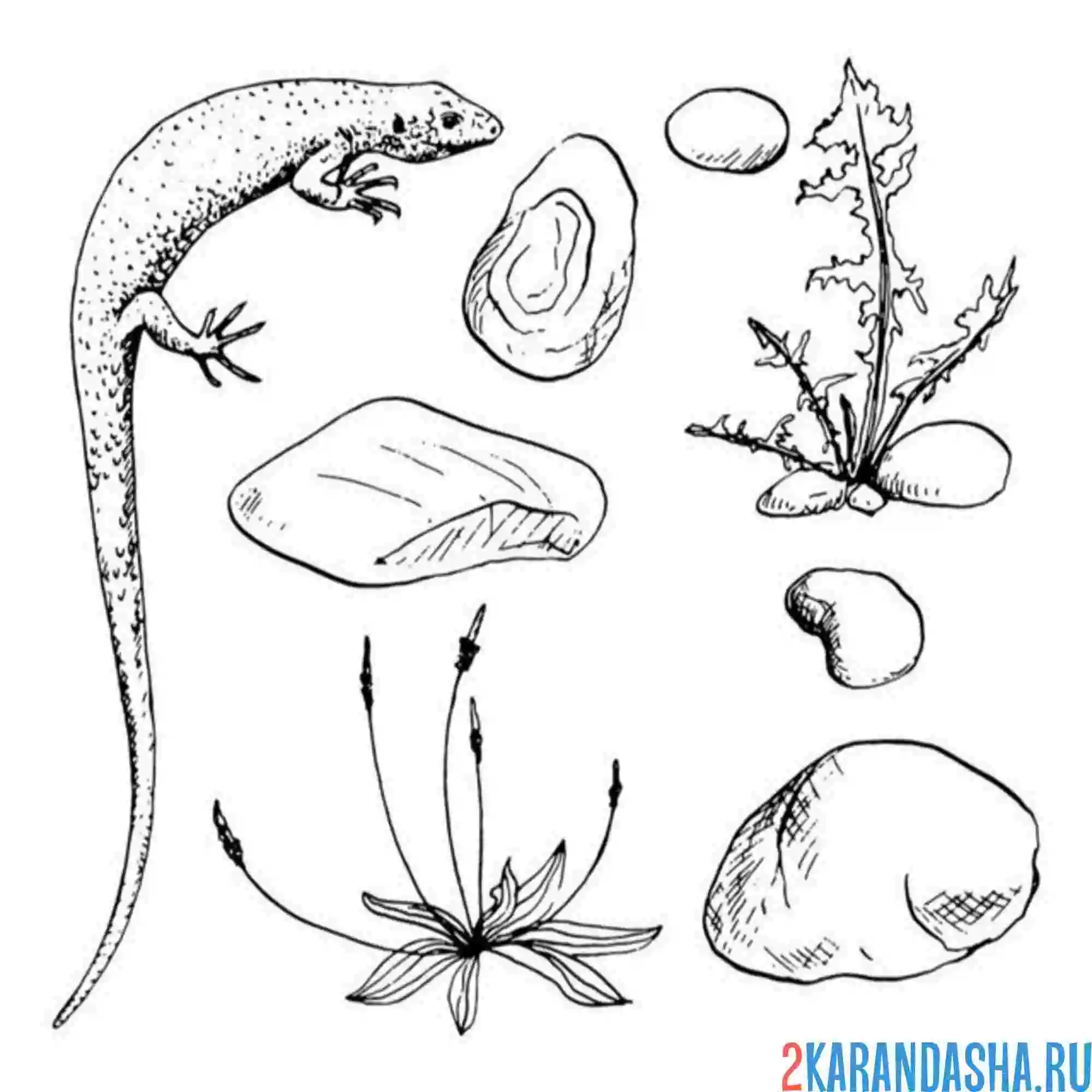 Раскраска ящерица и ее среда обитания