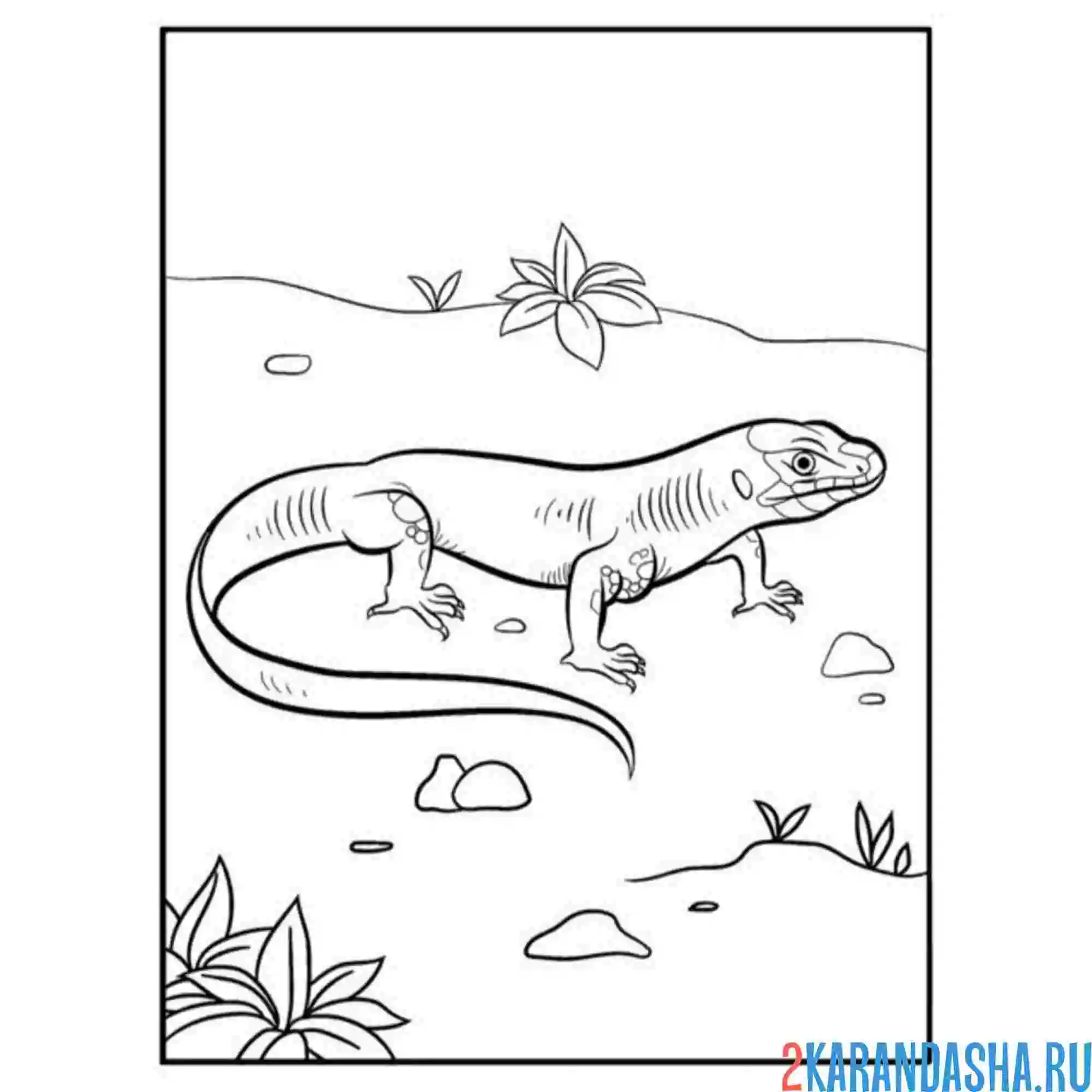 Раскраска ящерица в пустыне