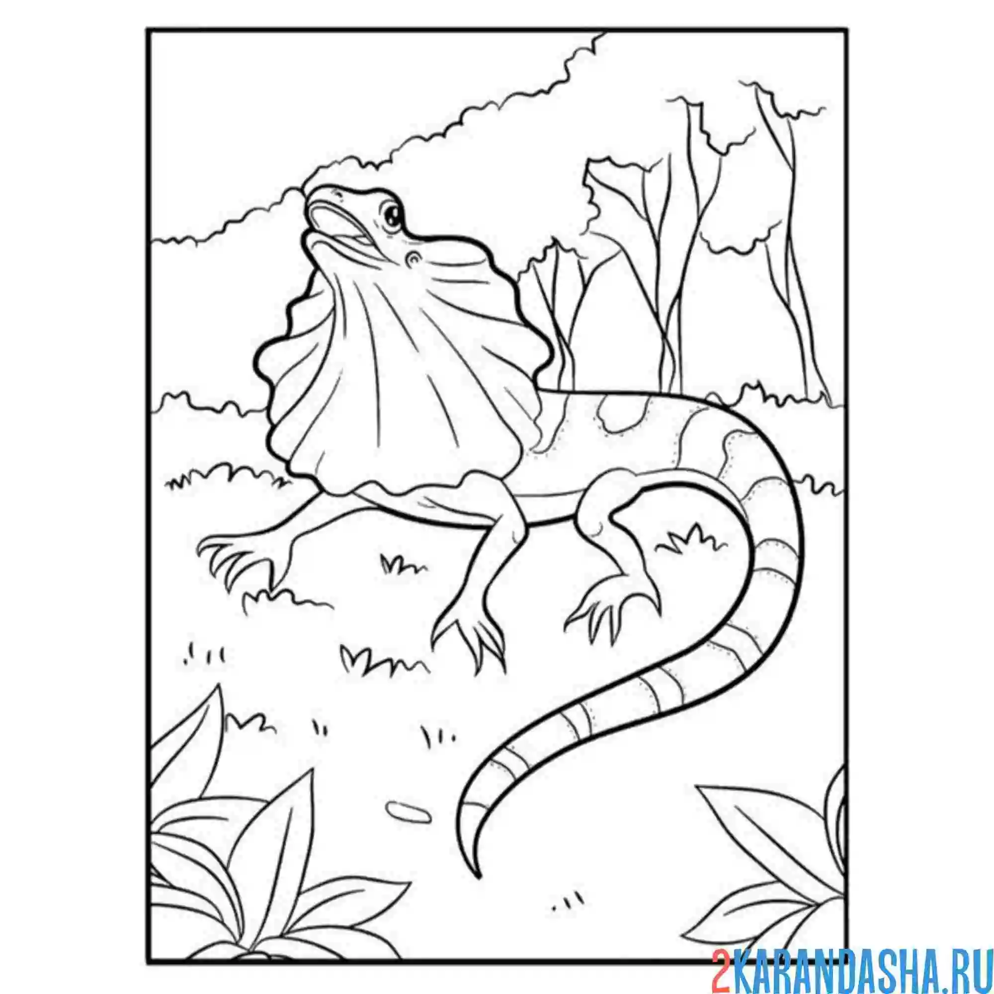 Раскраска плащеносная ящерица на природе