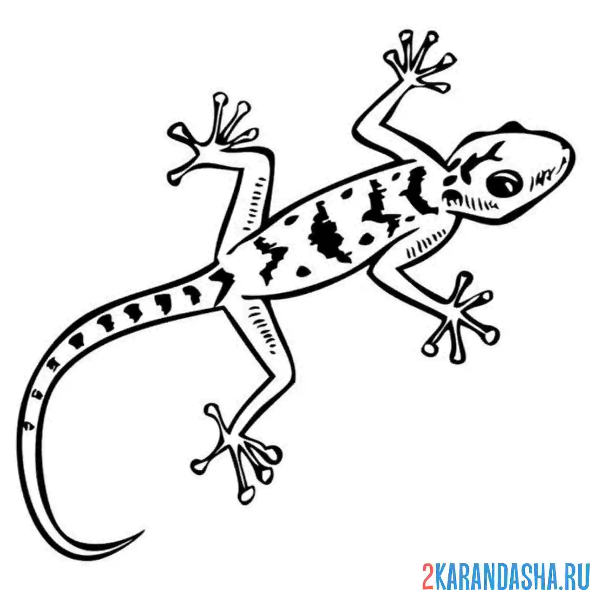 Раскраска ящерица с присосками