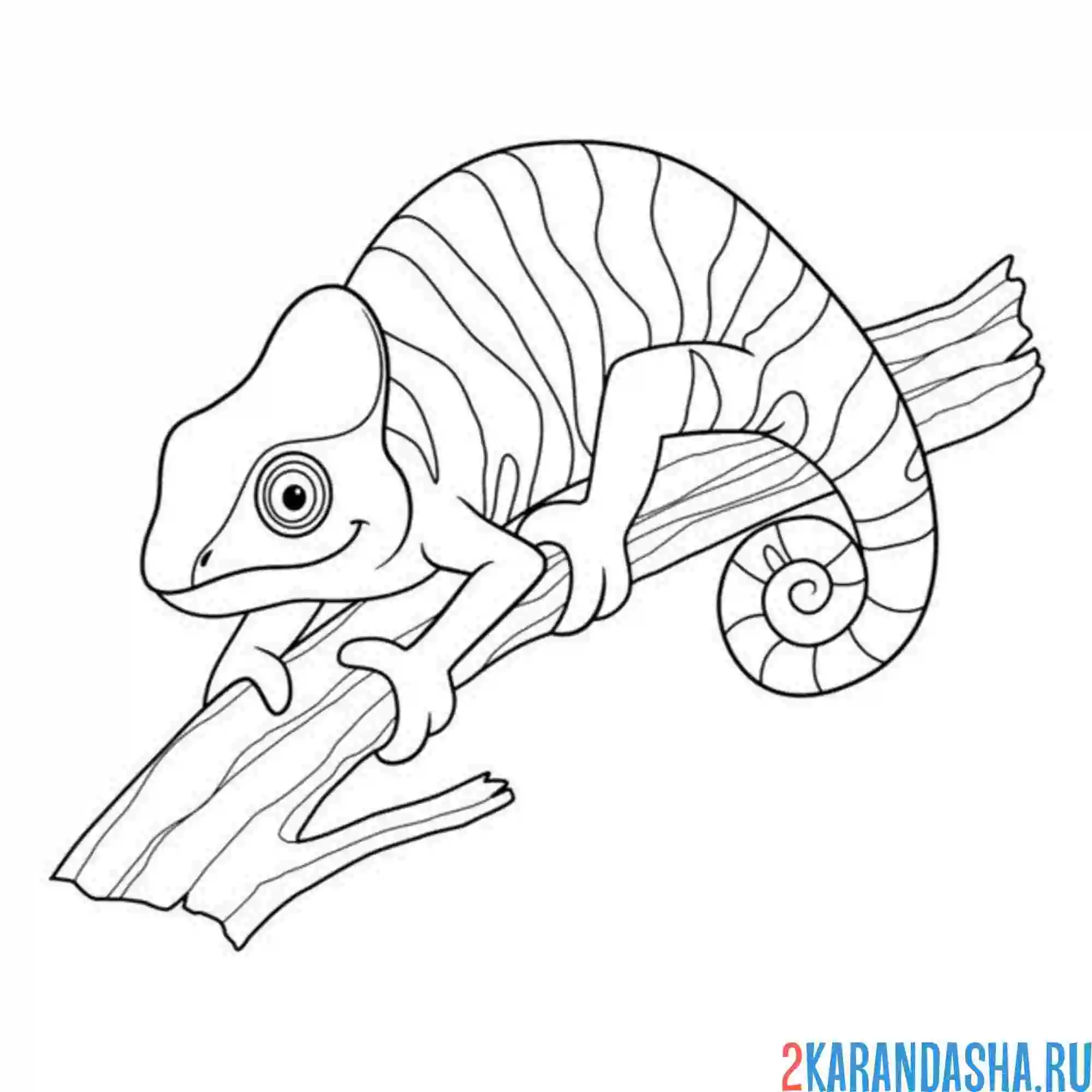 Раскраска хамелеон на ветке скрылся