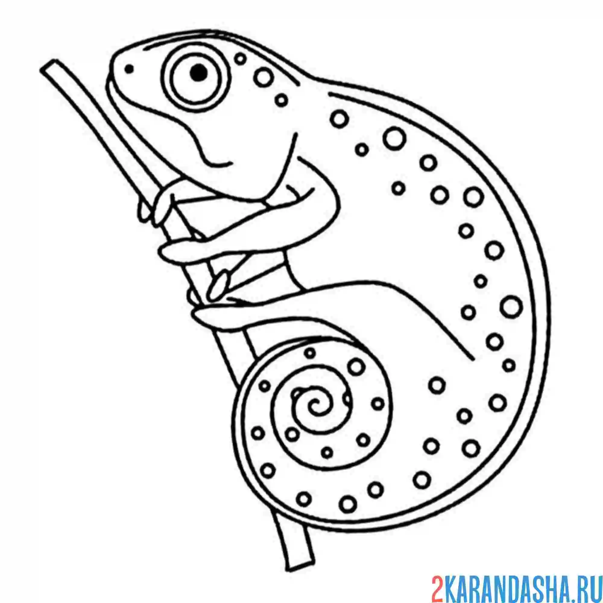 Раскраска хамелеон скрывается