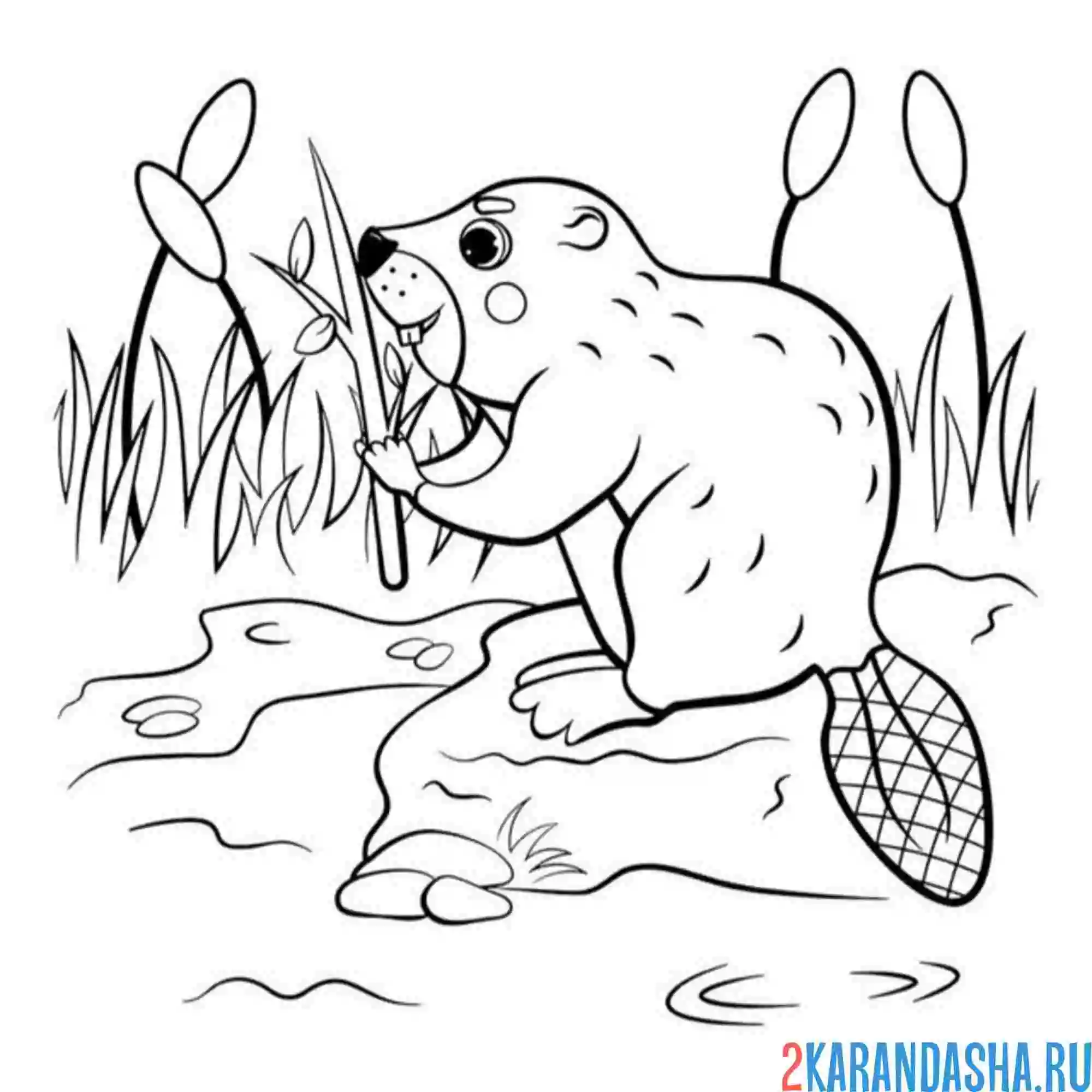 Раскраска бобр в пруду