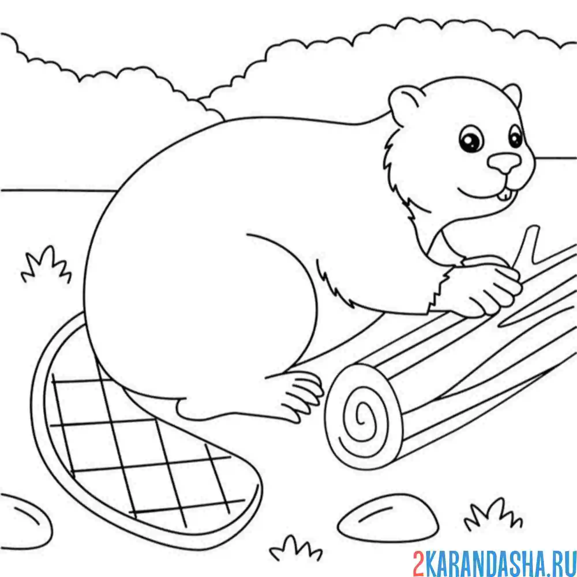 Раскраска бобр и спиленное дерево