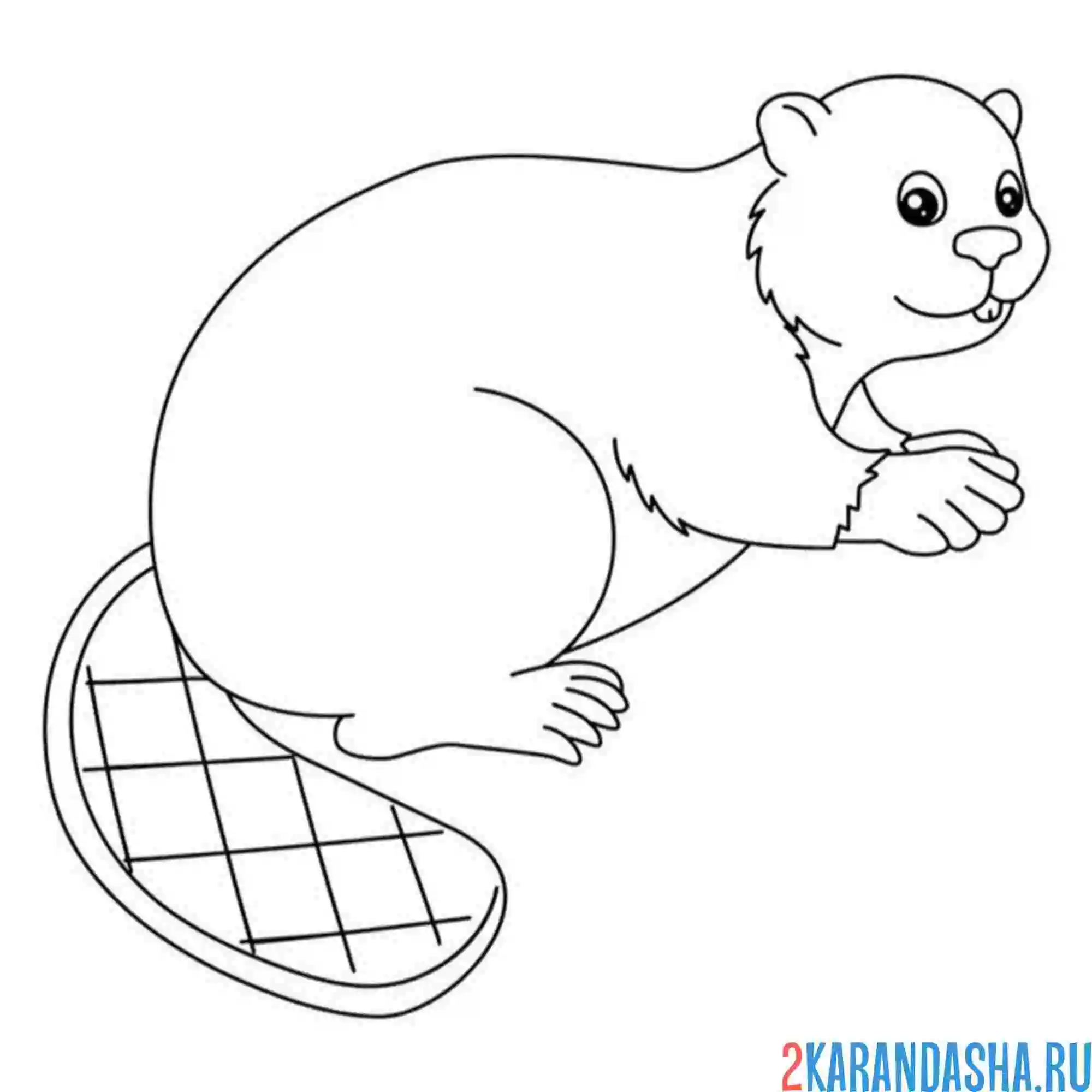 Раскраска хвост бобра