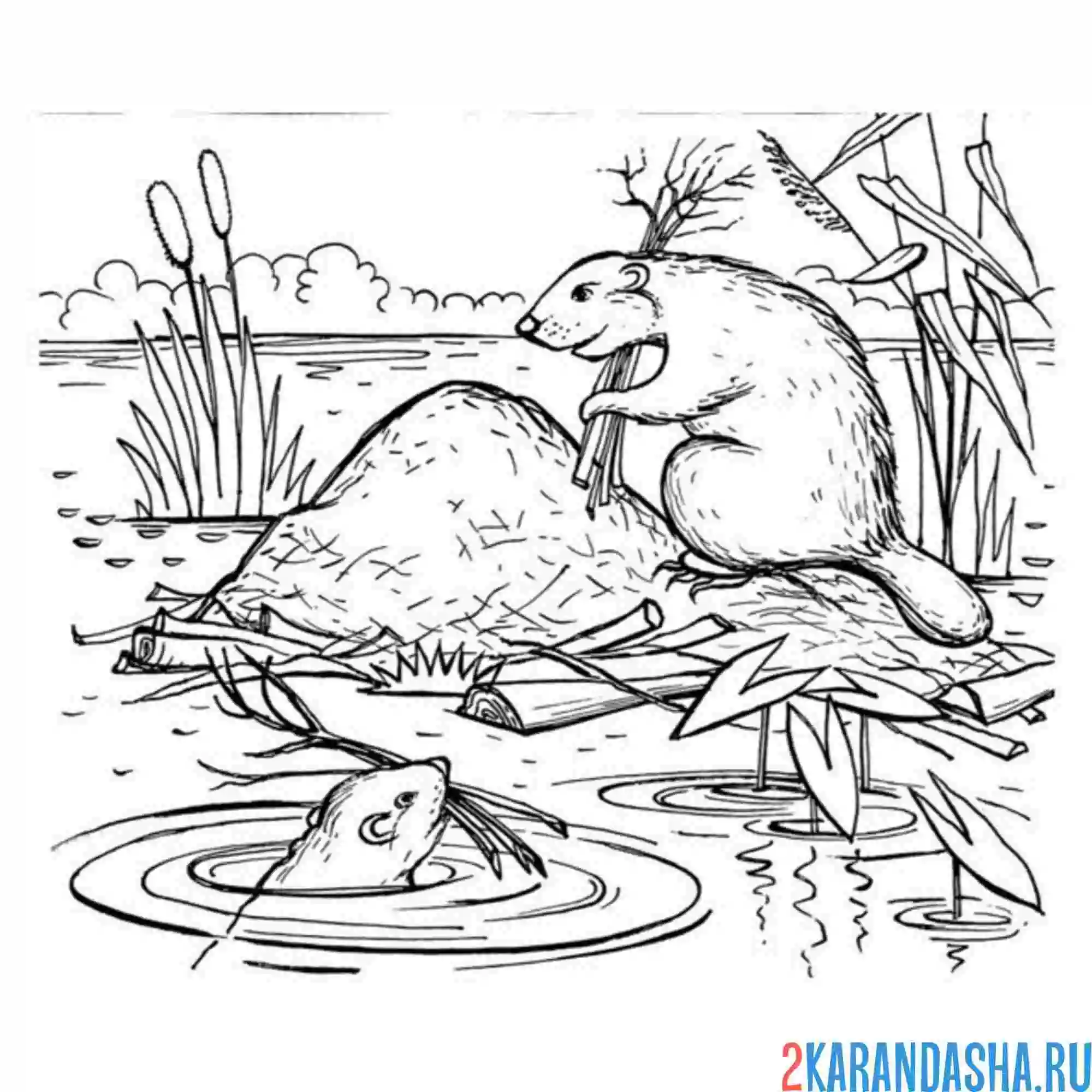 Раскраска хатка бобров