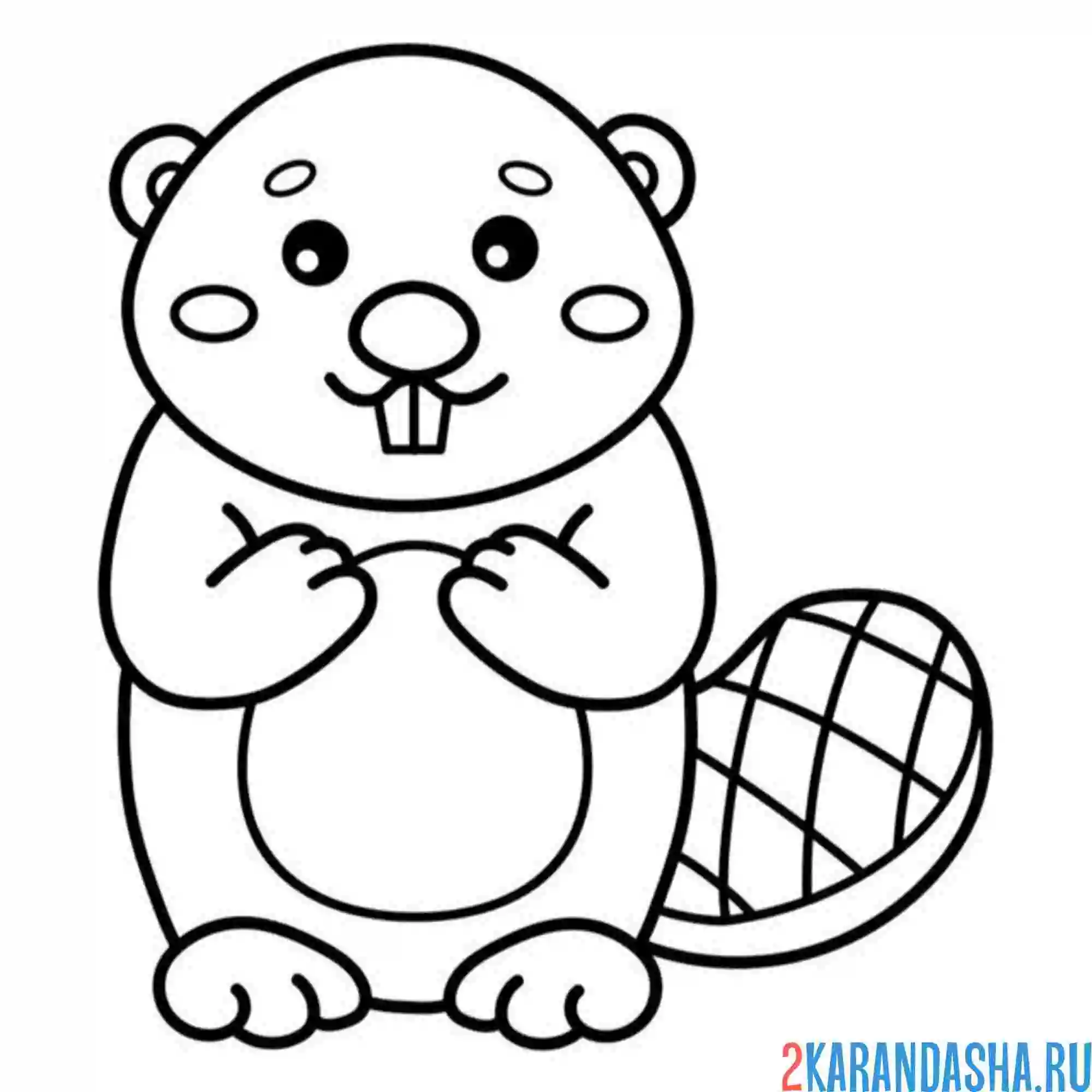 Раскраска бобр с зубами