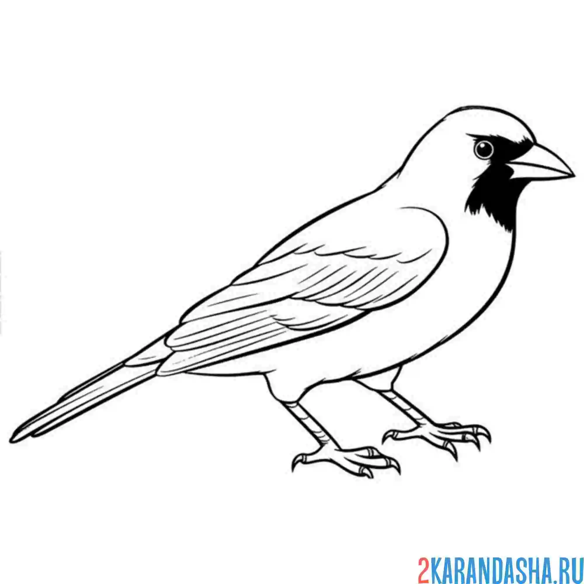 Раскраска птица городская