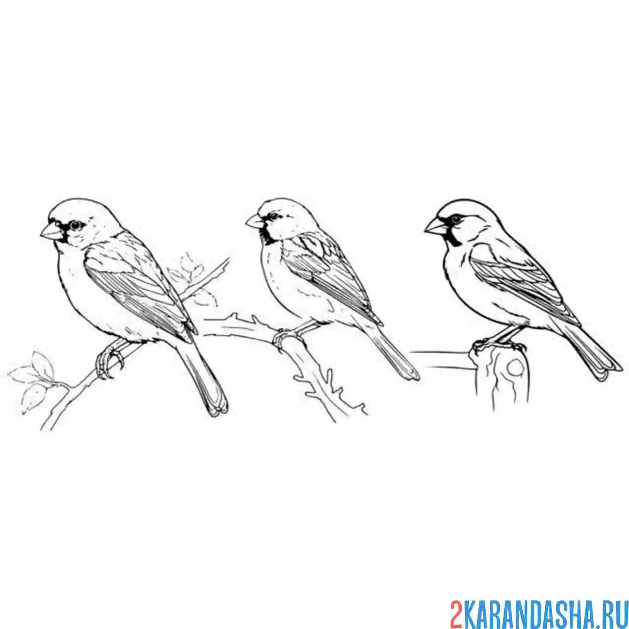 Раскраска три воробья