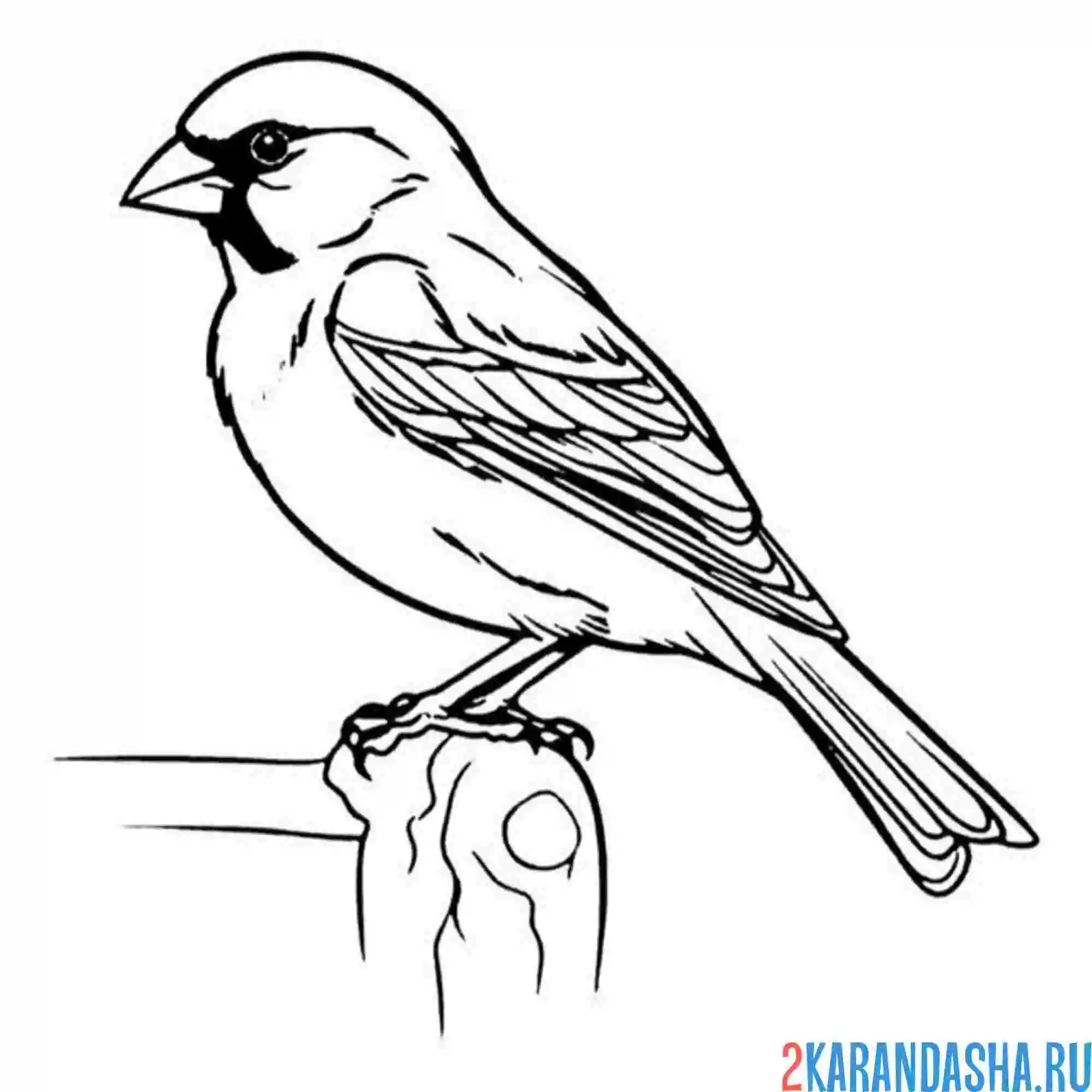 Раскраска живой воробей